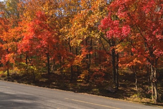 Autumn foliage shows off its vibrant colors.