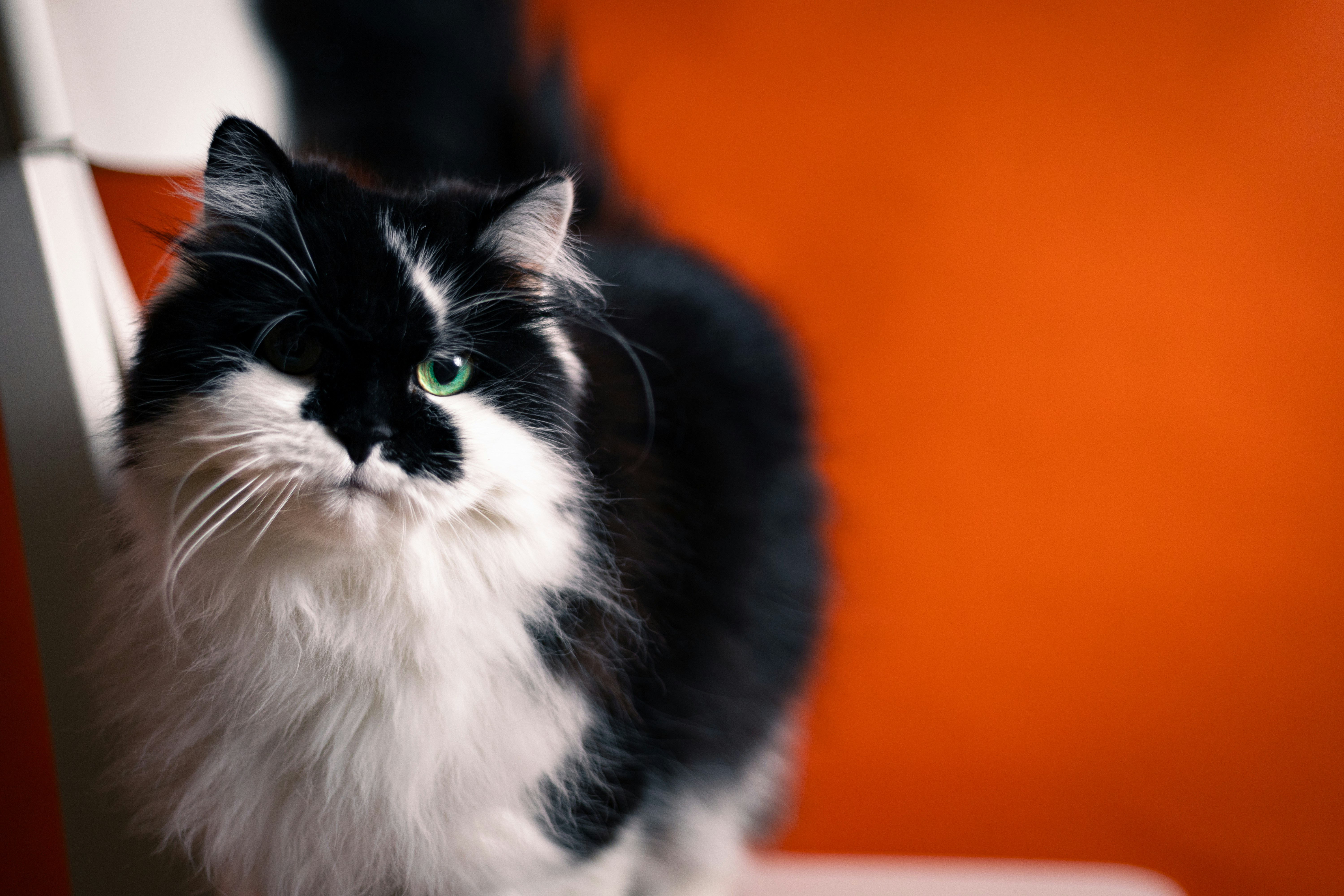 Un chat noir et blanc est assis sur une chaise