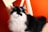 A fluffy black and white cat on a chair.