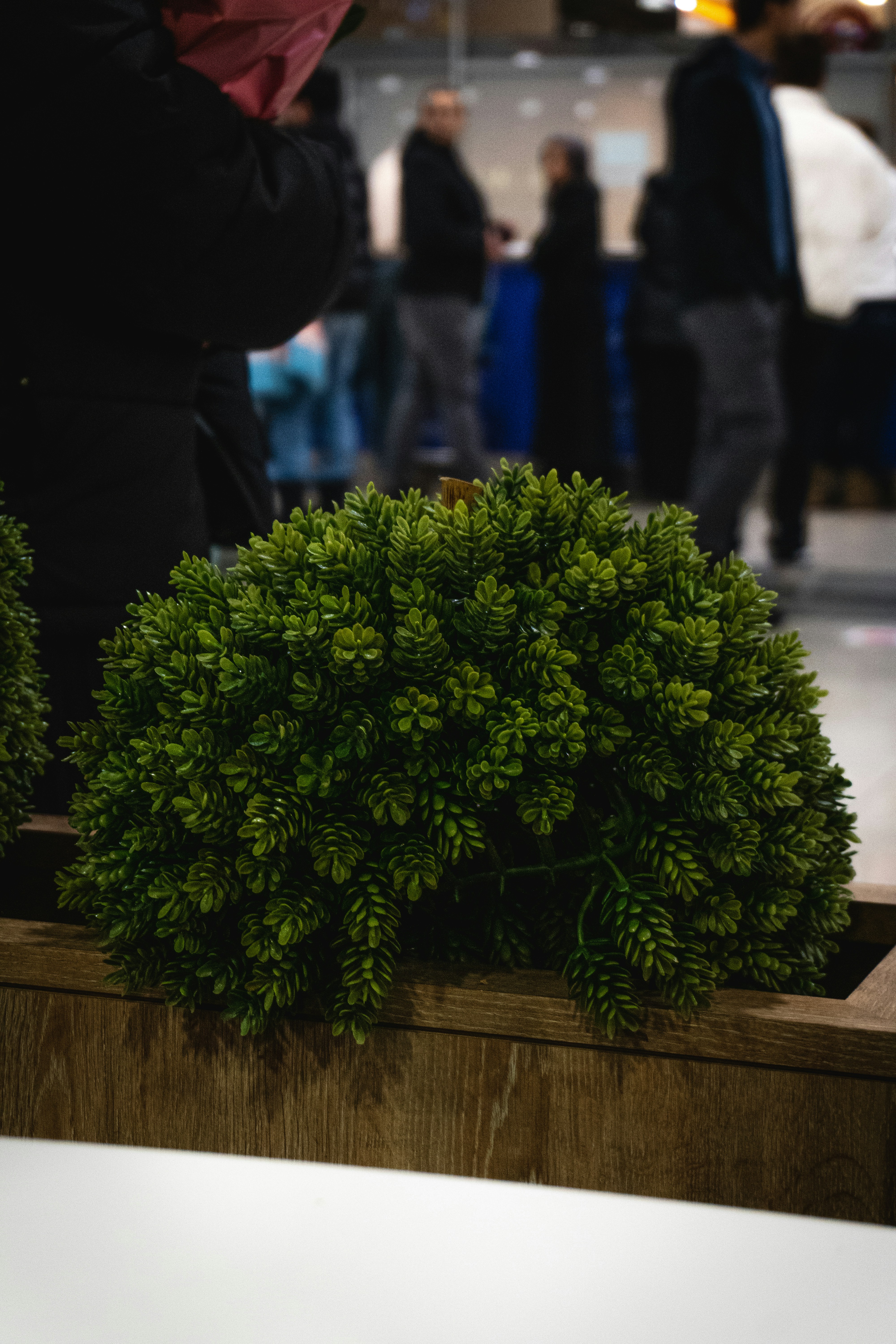 A green bush sits in a wooden planter.