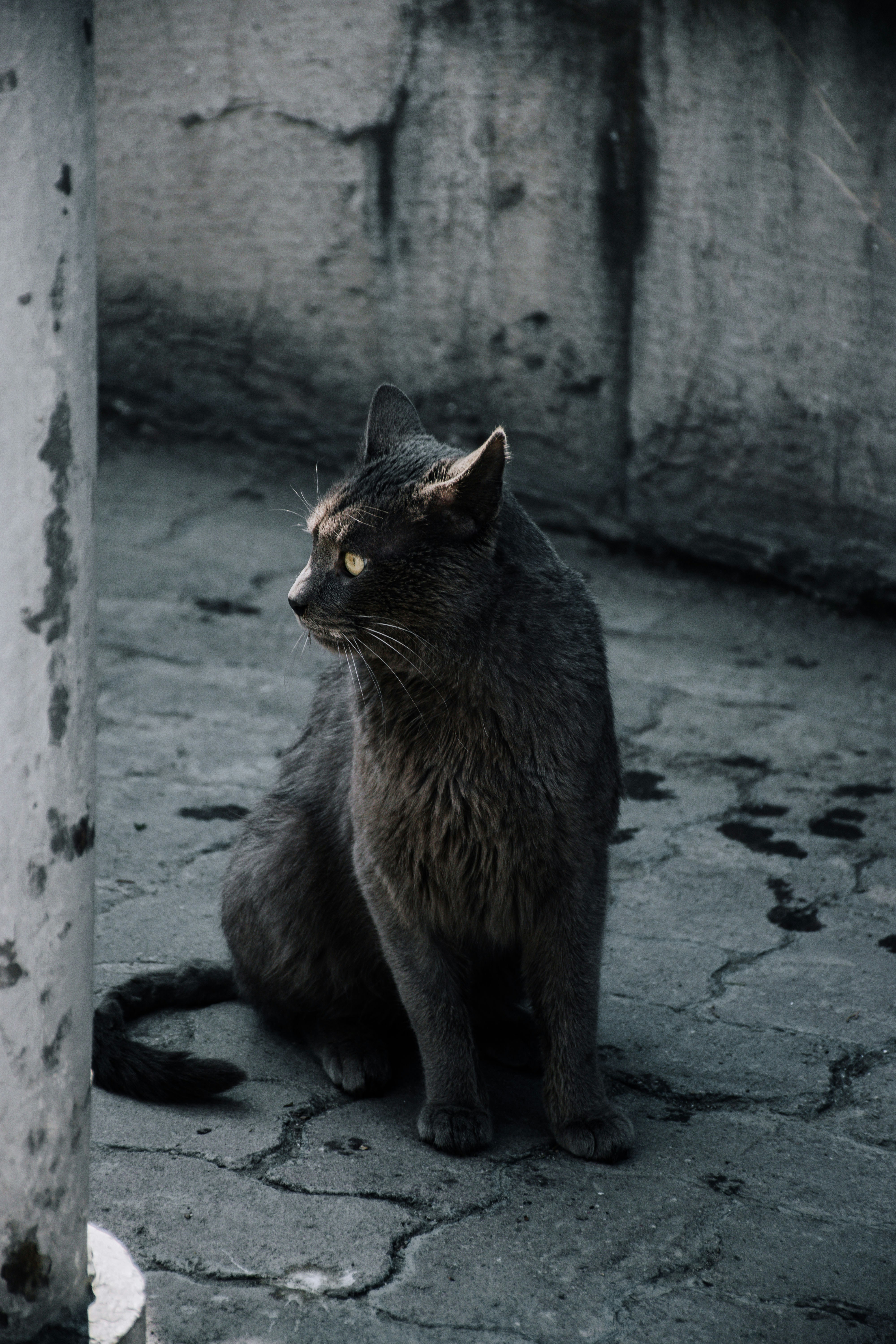 A gray cat sits alertly on a concrete surface.