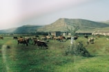 A herd of cattle grazing on a lush green field