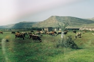 A herd of cattle grazing on a lush green field
