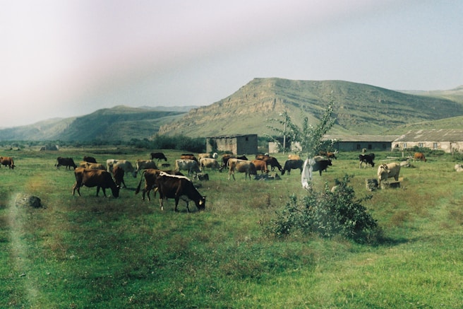 A herd of cattle grazing on a lush green field
