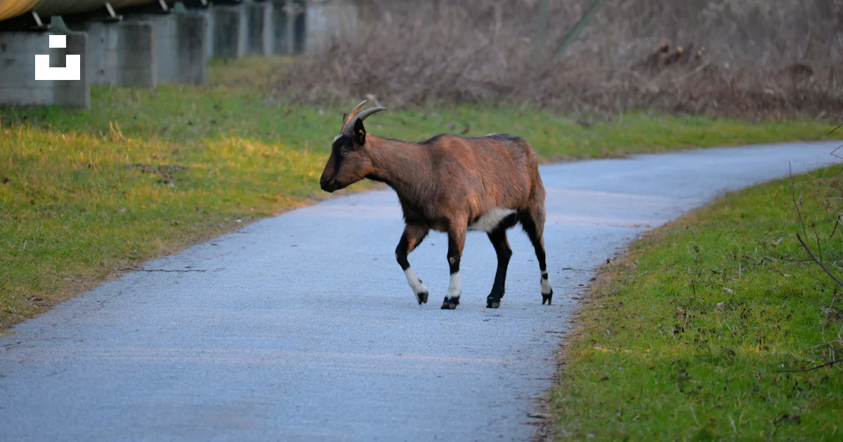 A goat walks on a path near a pipe. photo – Free Animal Image on Unsplash