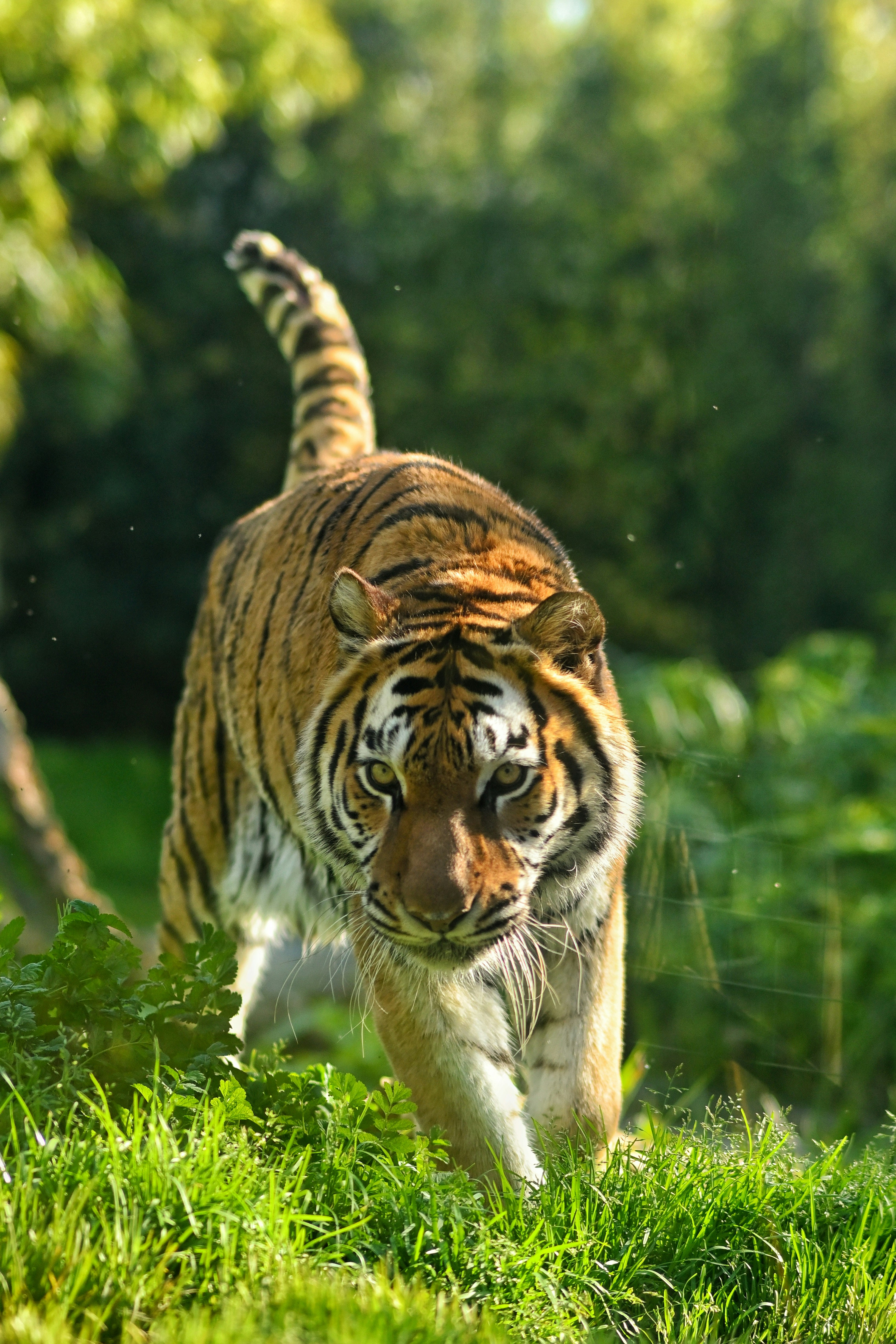 A tiger walks majestically towards the viewer.