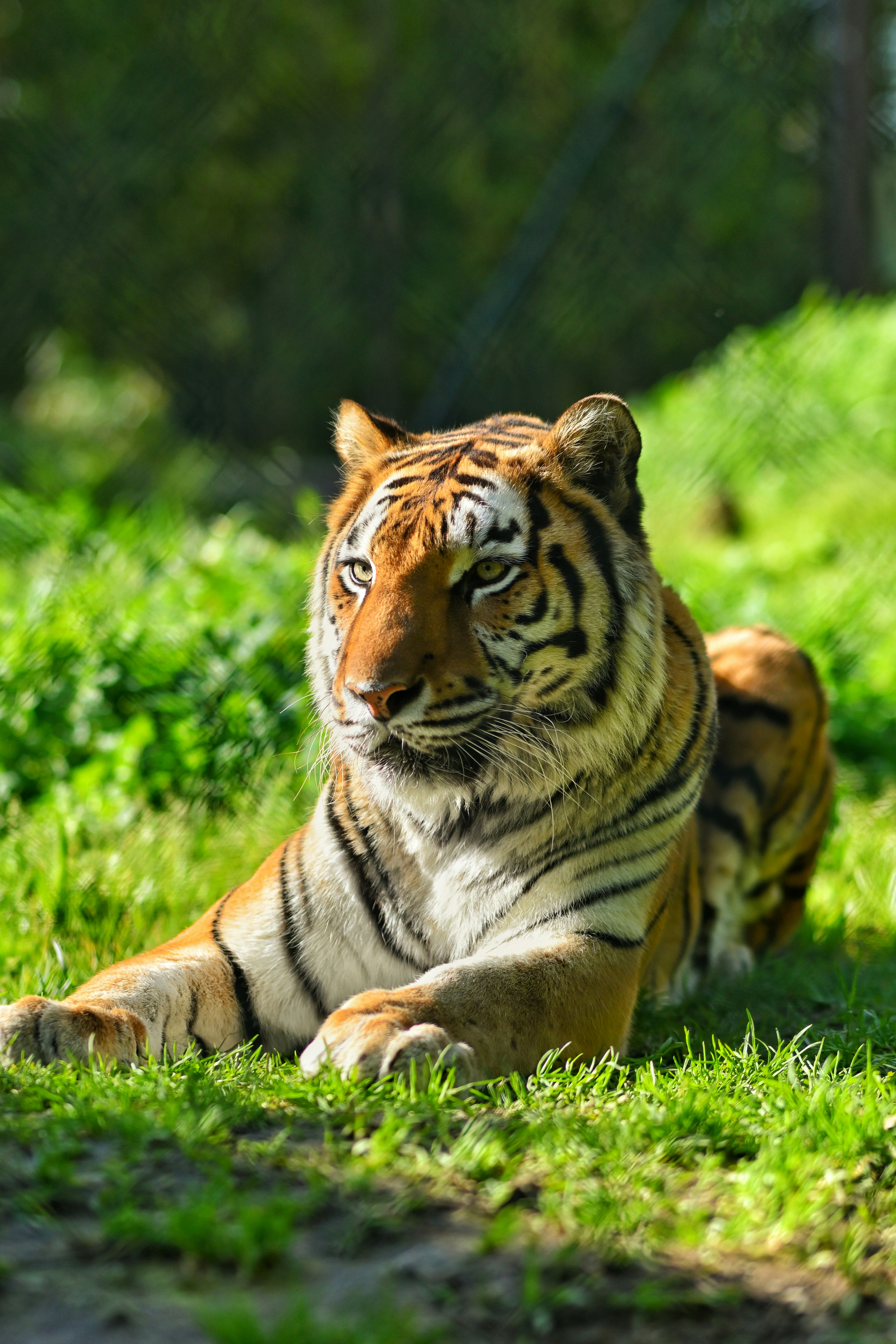 A tiger lies peacefully in the grass. photo – Free Wallpaper Image on ...