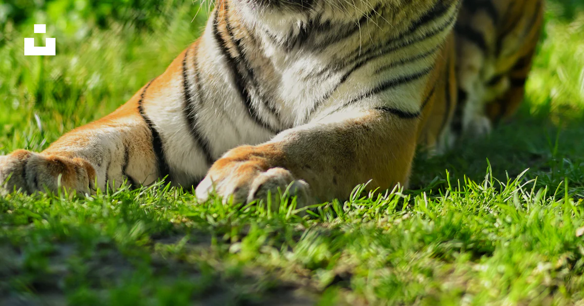 Tiger Lie A tiger lies peacefully in the grass. photo – Free Wallpaper Image on ...