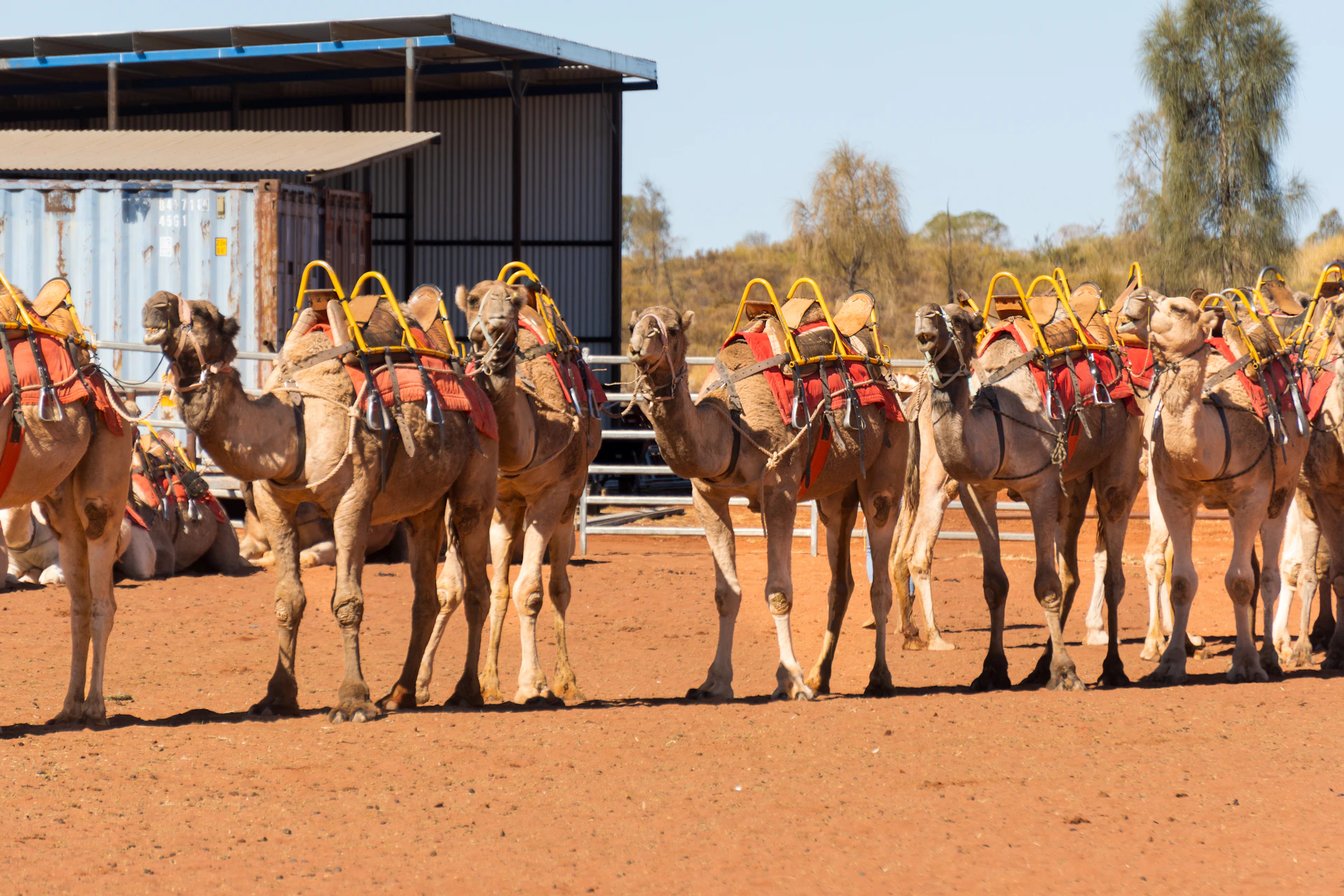 A group of camels are lined up in a line