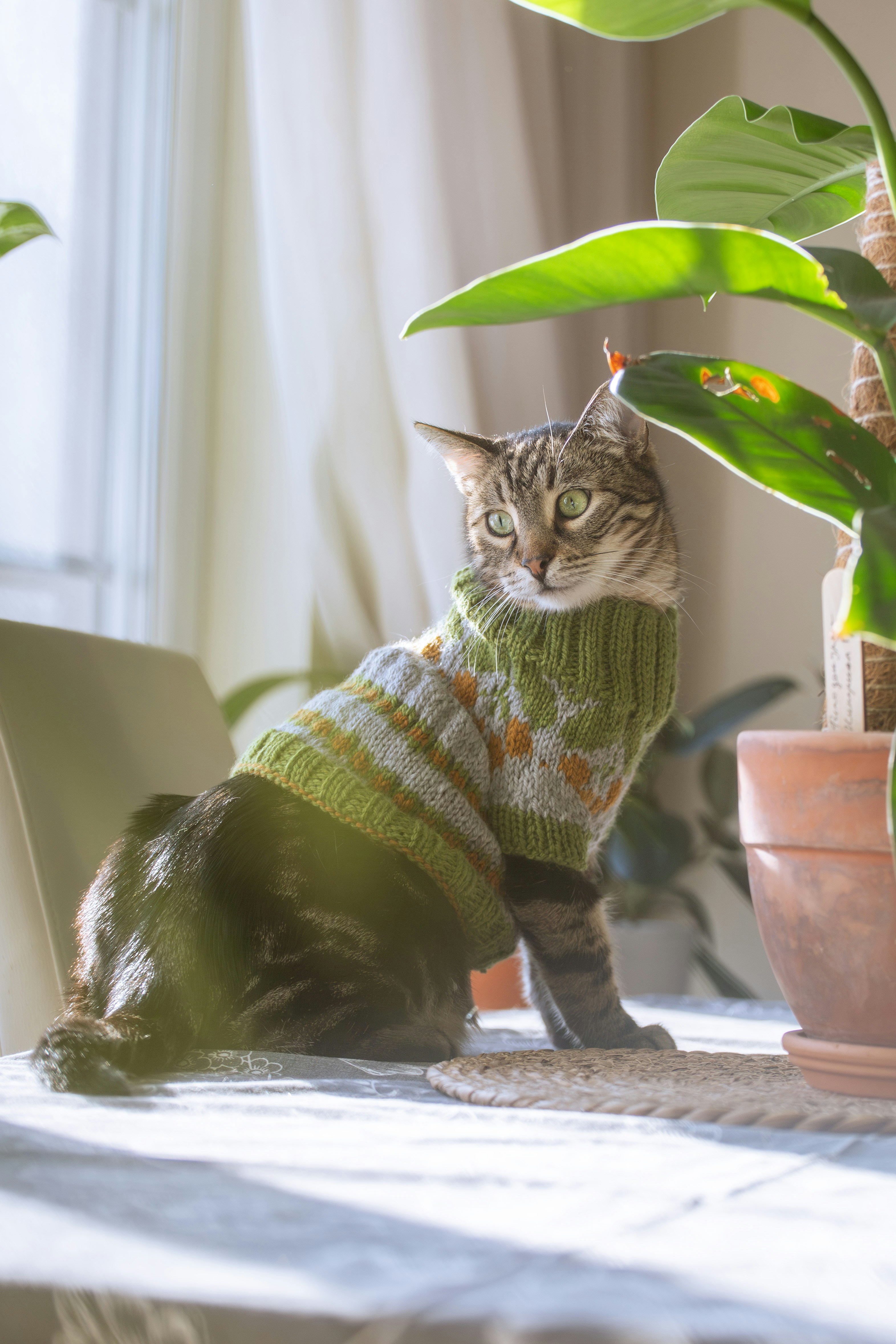 Cat wearing a sweater sits by a plant.