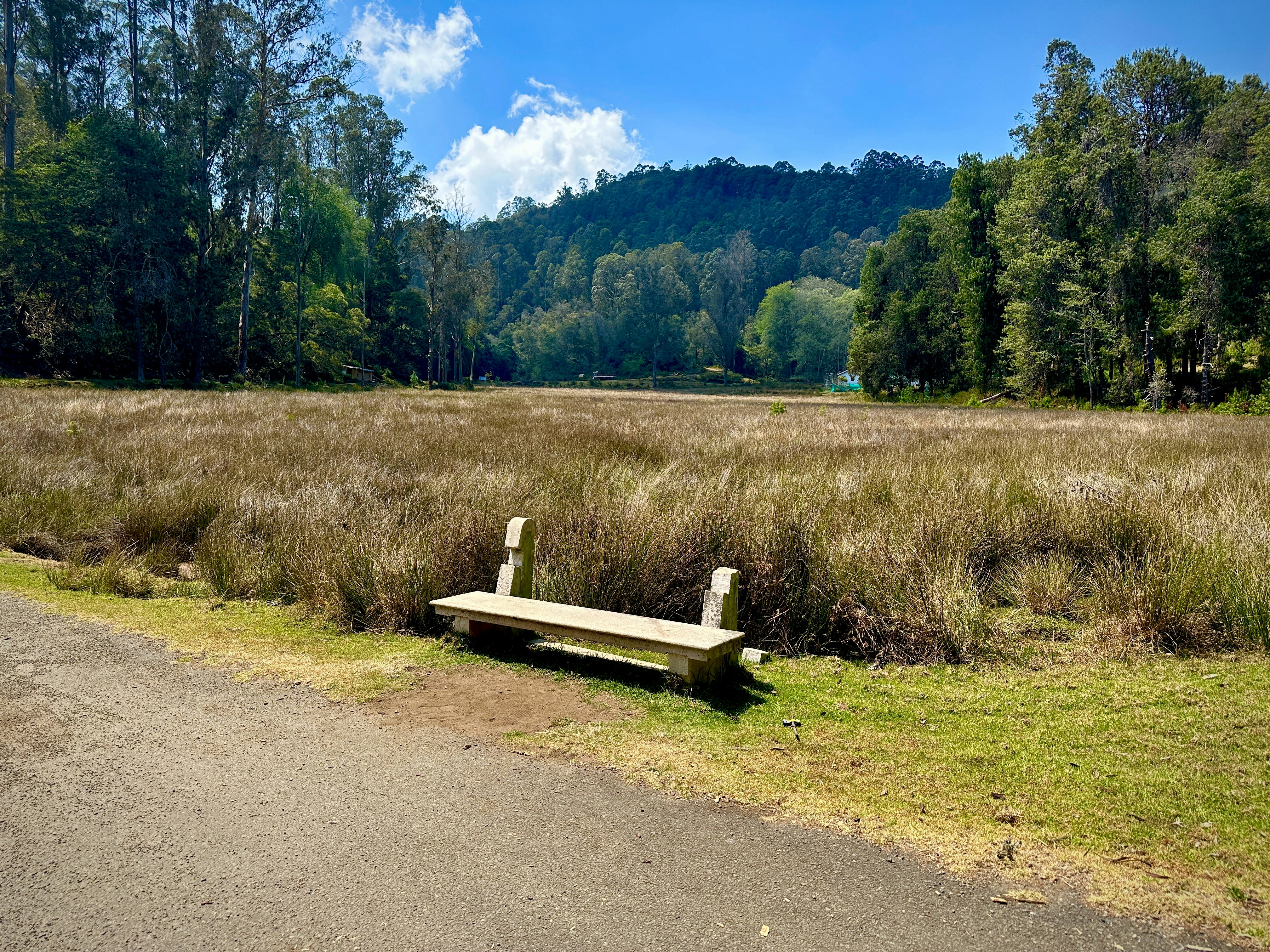 A bench overlooks a peaceful meadow.