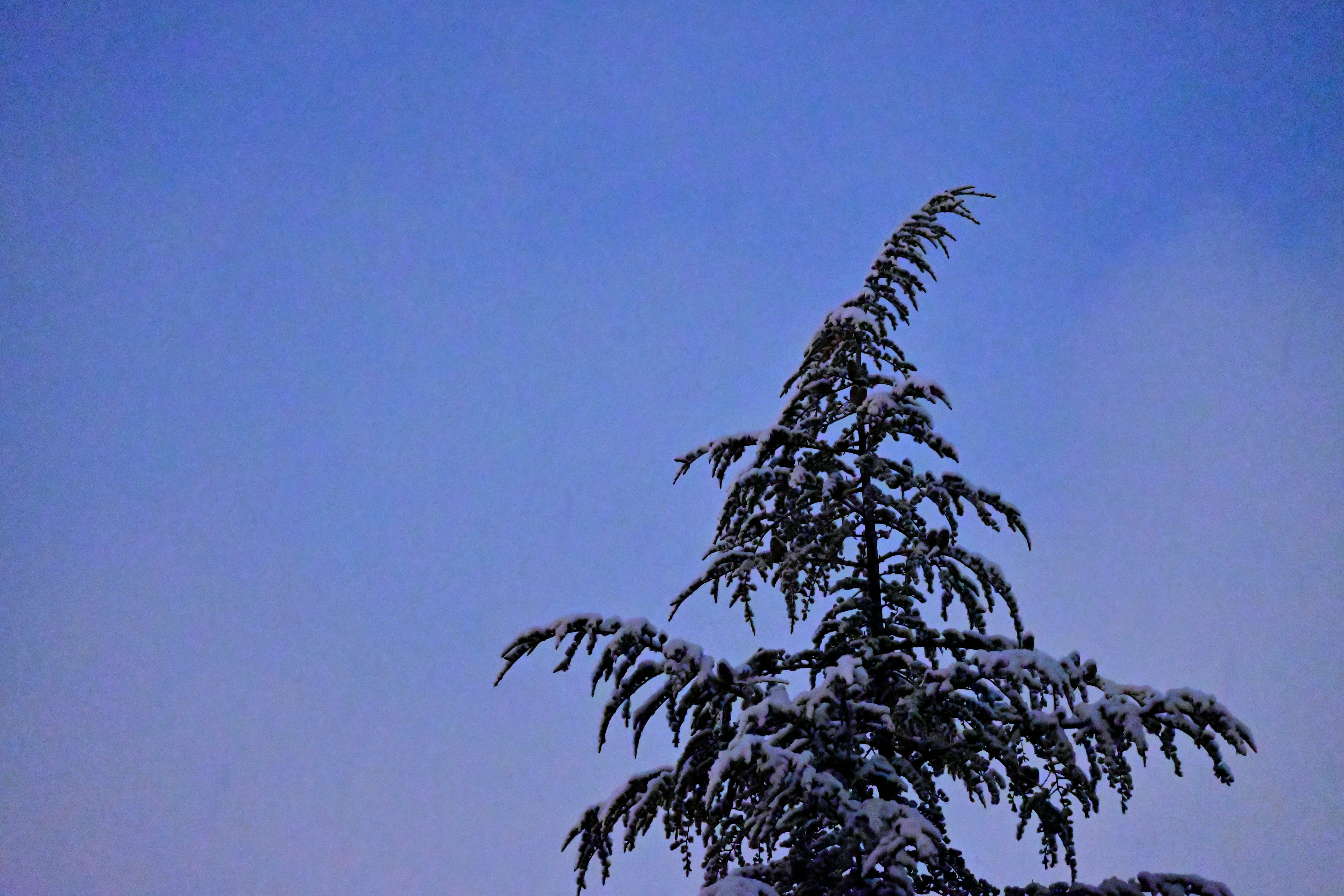 Photo by aminzabardast