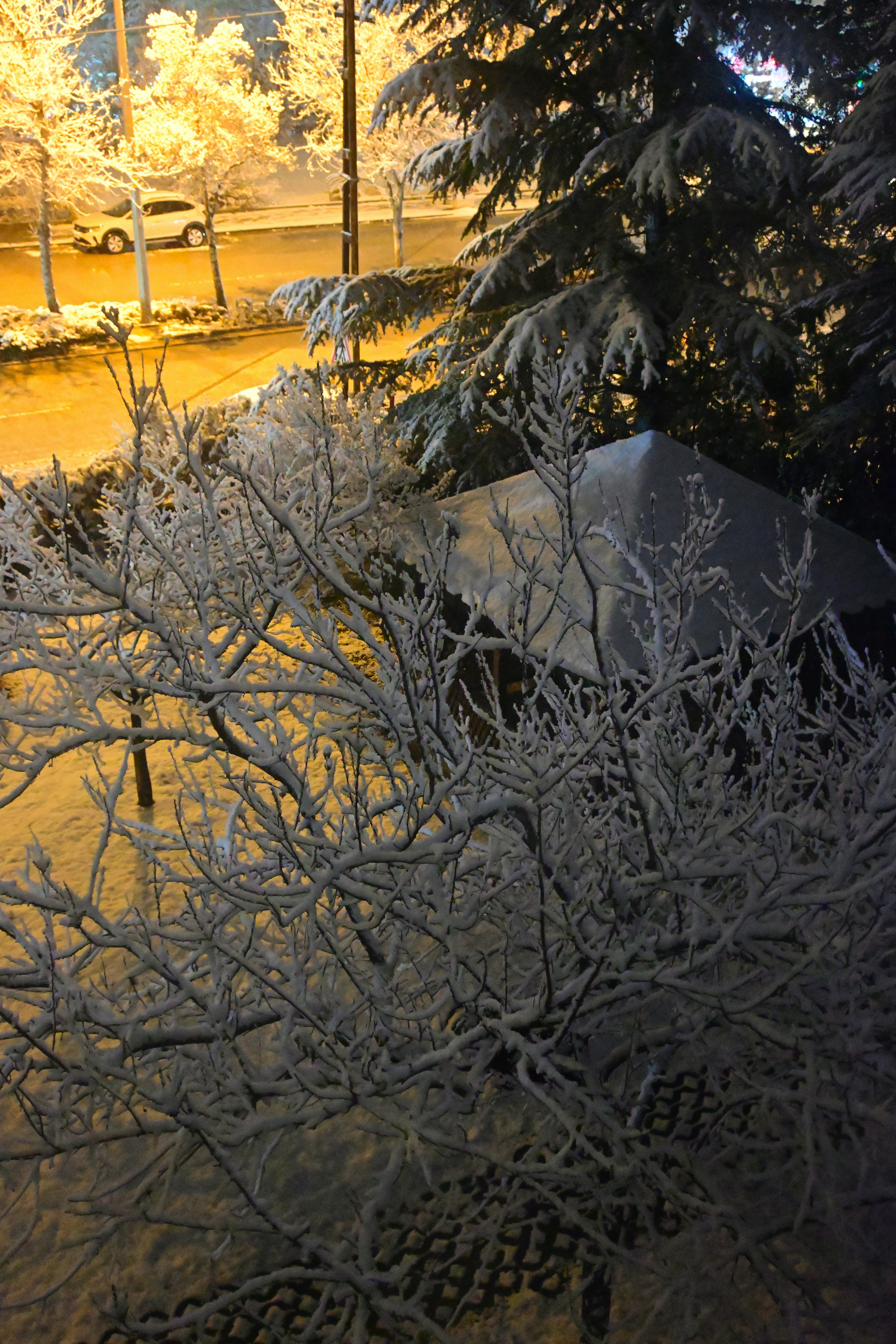 Snow-covered trees and a street on a winter night.