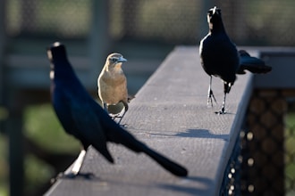 Cómo reforzar autoestima tras fracasos