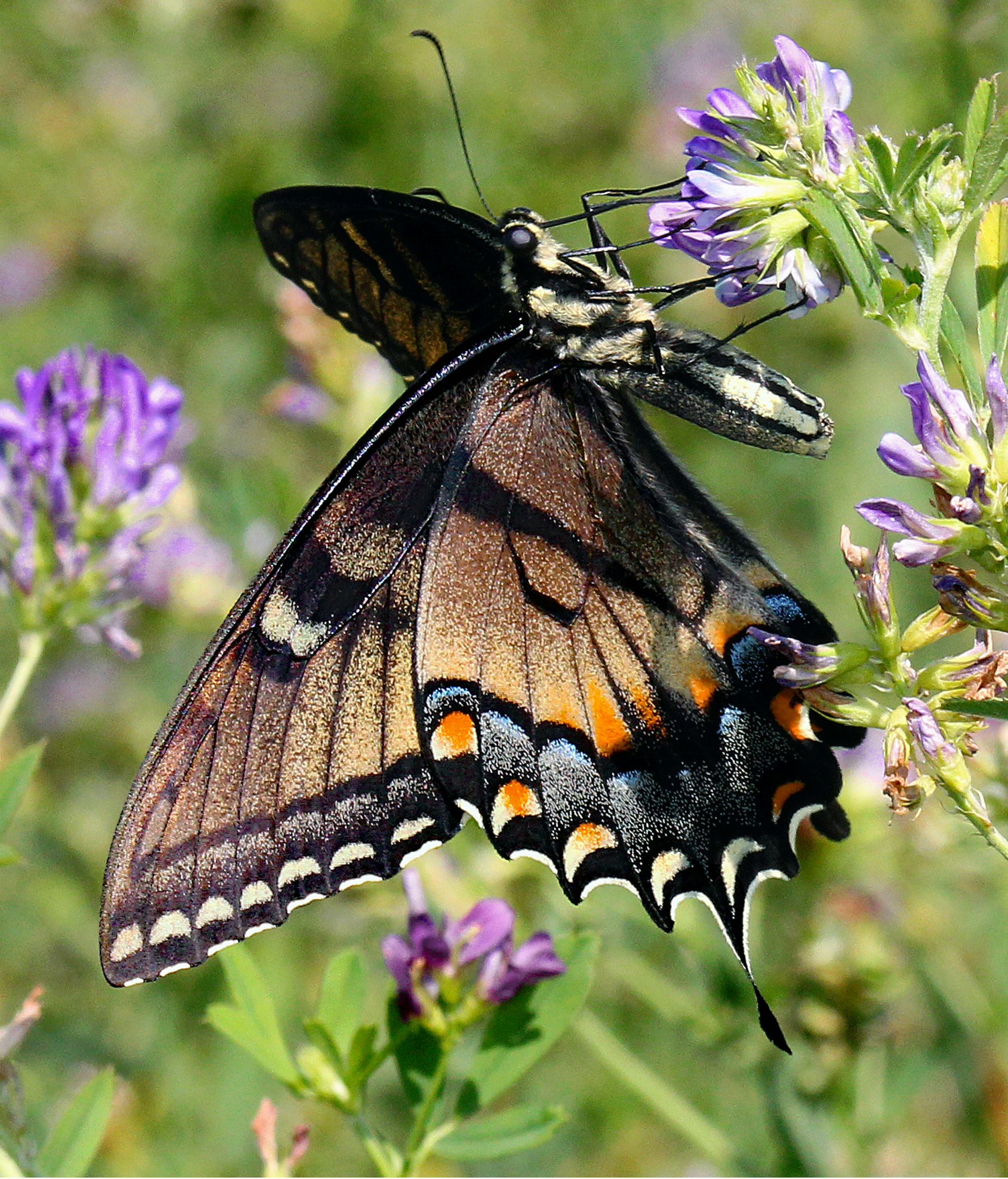 Photo by telliottmbamsc