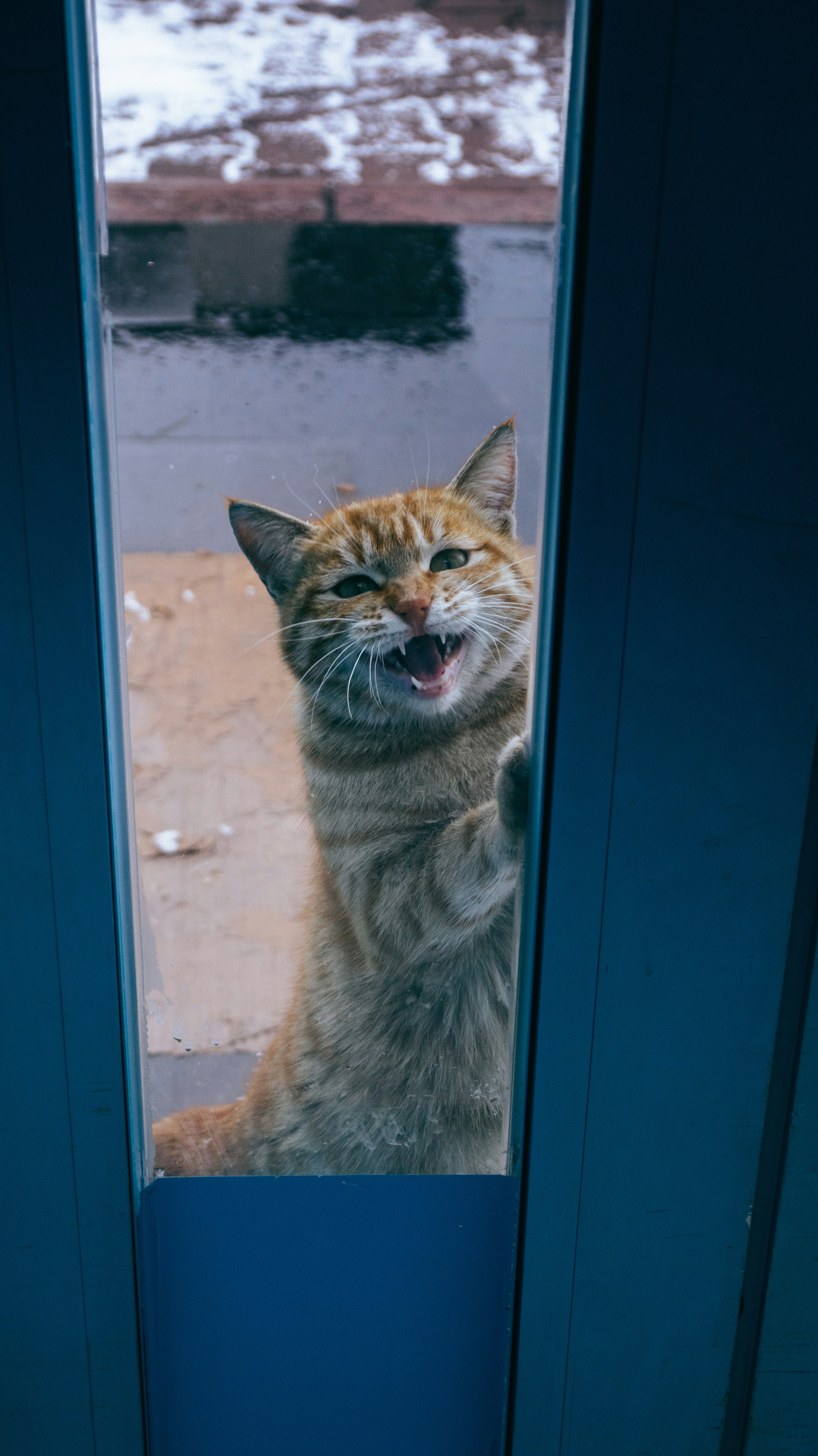 12. Open Doors—Let Them Choose Their Space (image credits: unsplash)