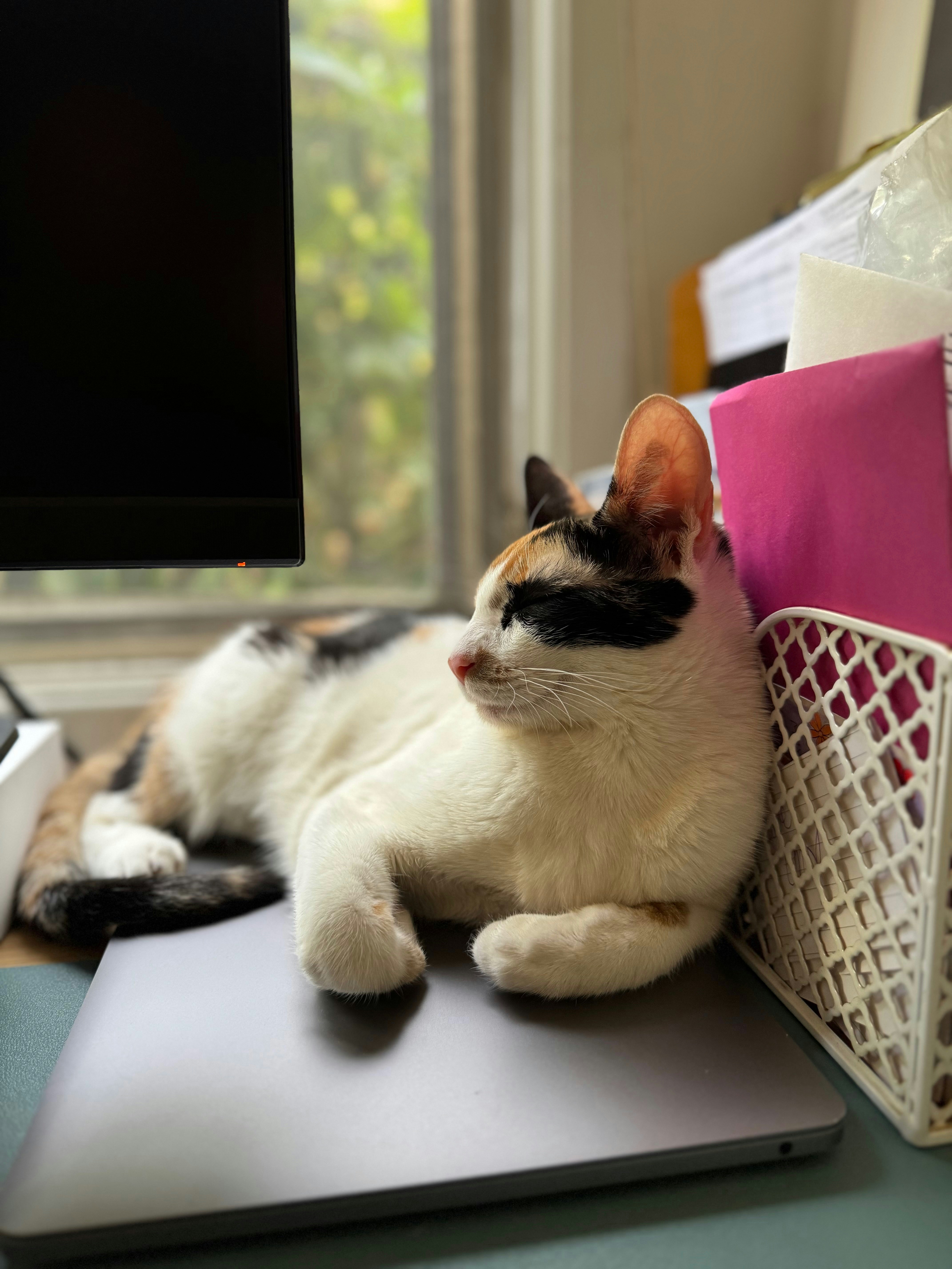 A cat laying on top of a laptop computer