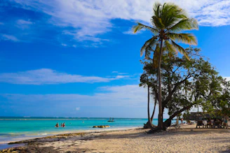 A beach with a palm tree and people in the water