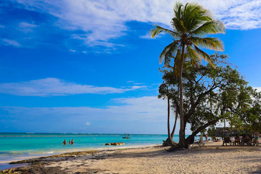 A beach with a palm tree and people in the water