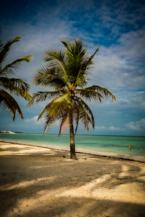 Palmera