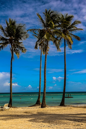A beach with palm trees and a blue sky