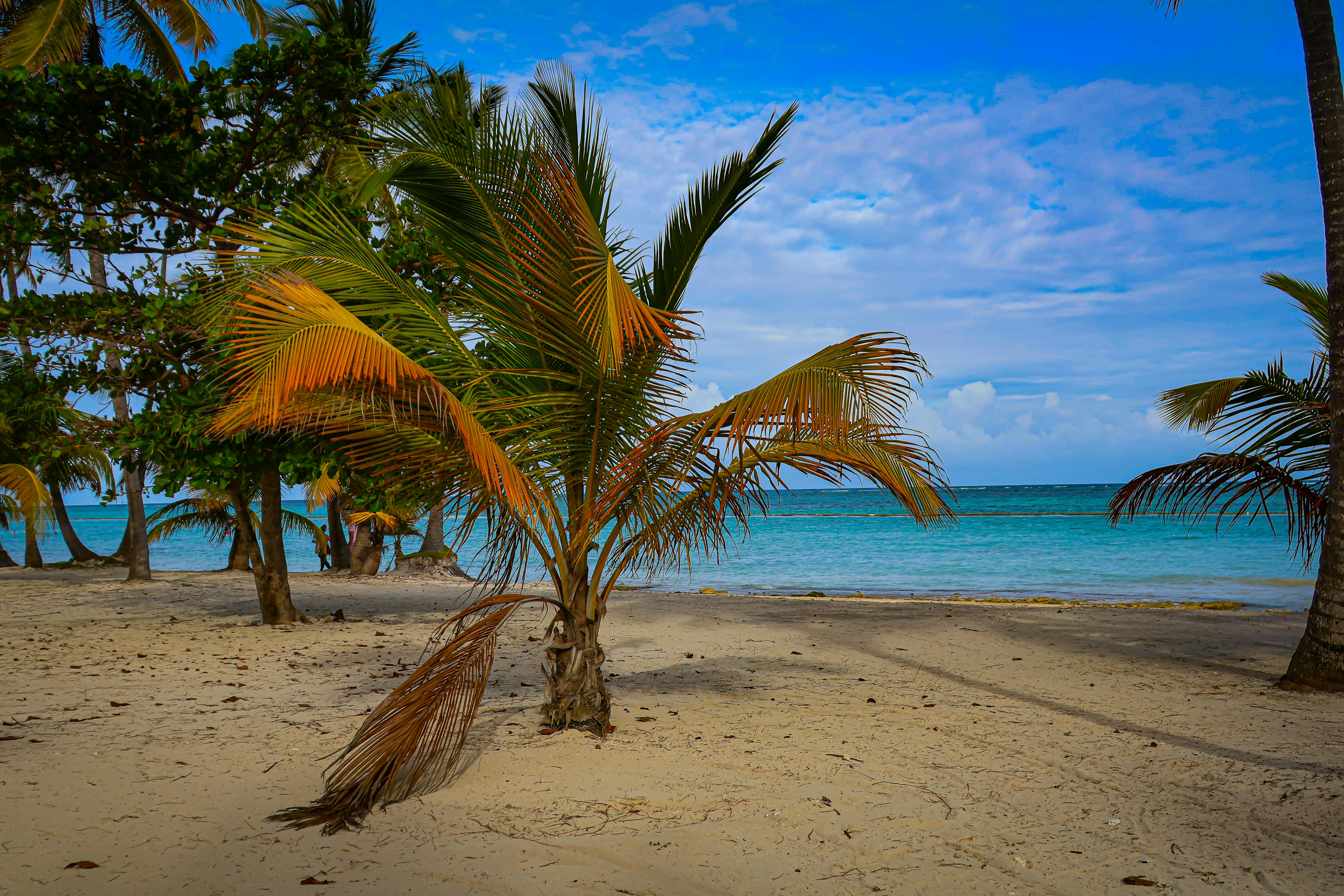 A beach with palm trees and the ocean in the background, 