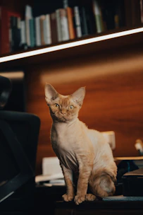 A cat sitting on top of a desk next to a laptop computer