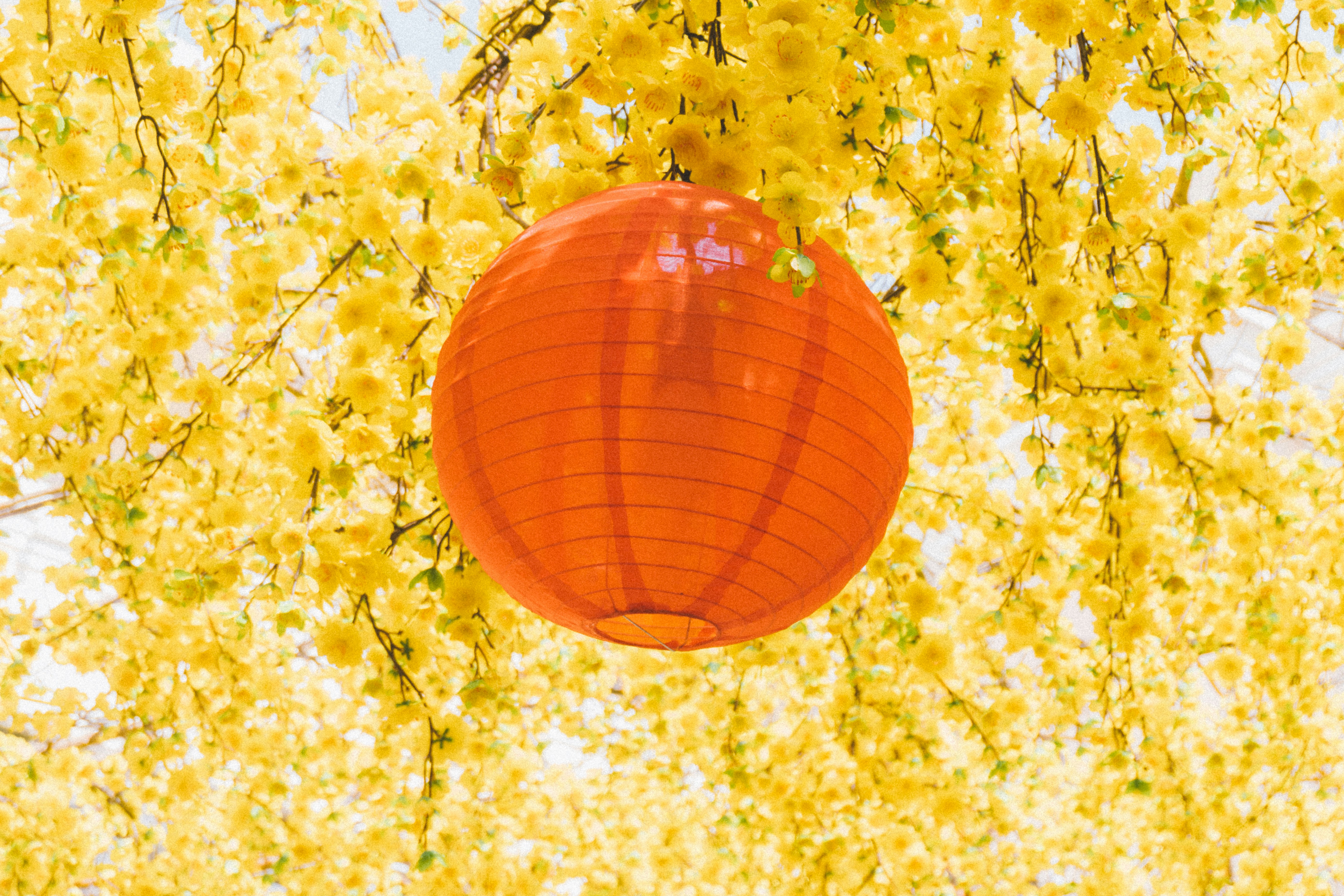 Photo by maivophucthanh