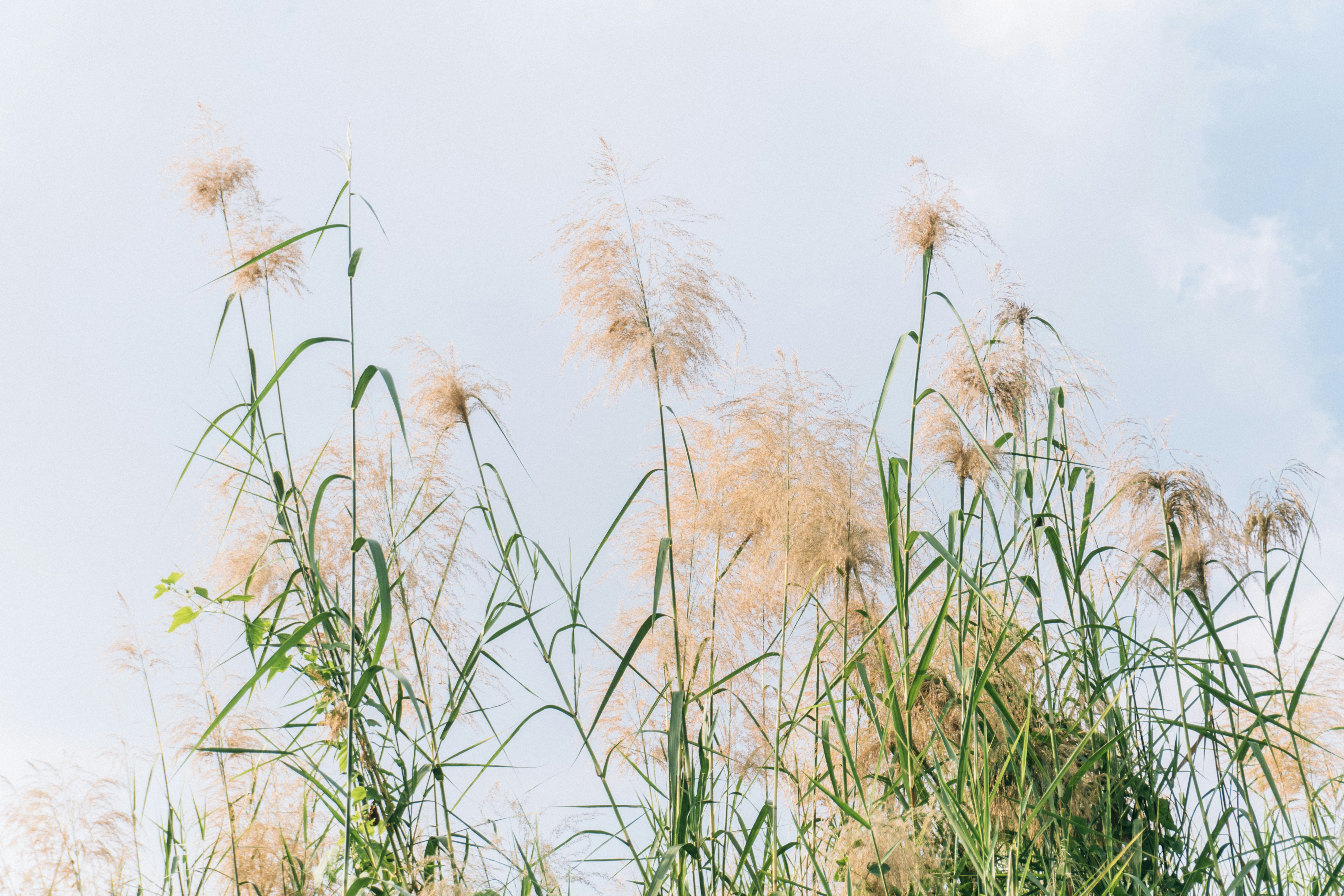 Photo by maivophucthanh