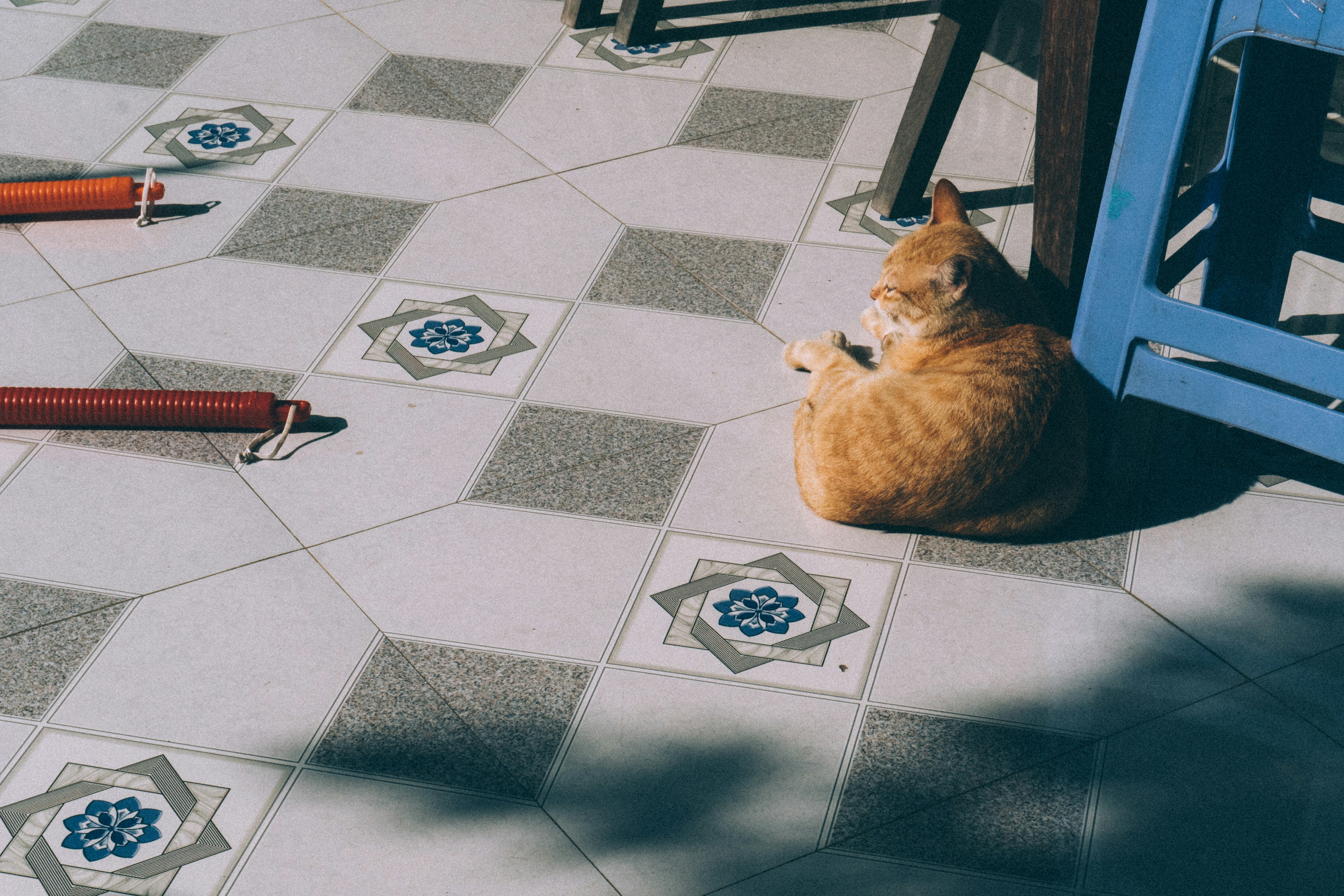 天啊！寵物竟然會[時事梗]，笑到噴飯！