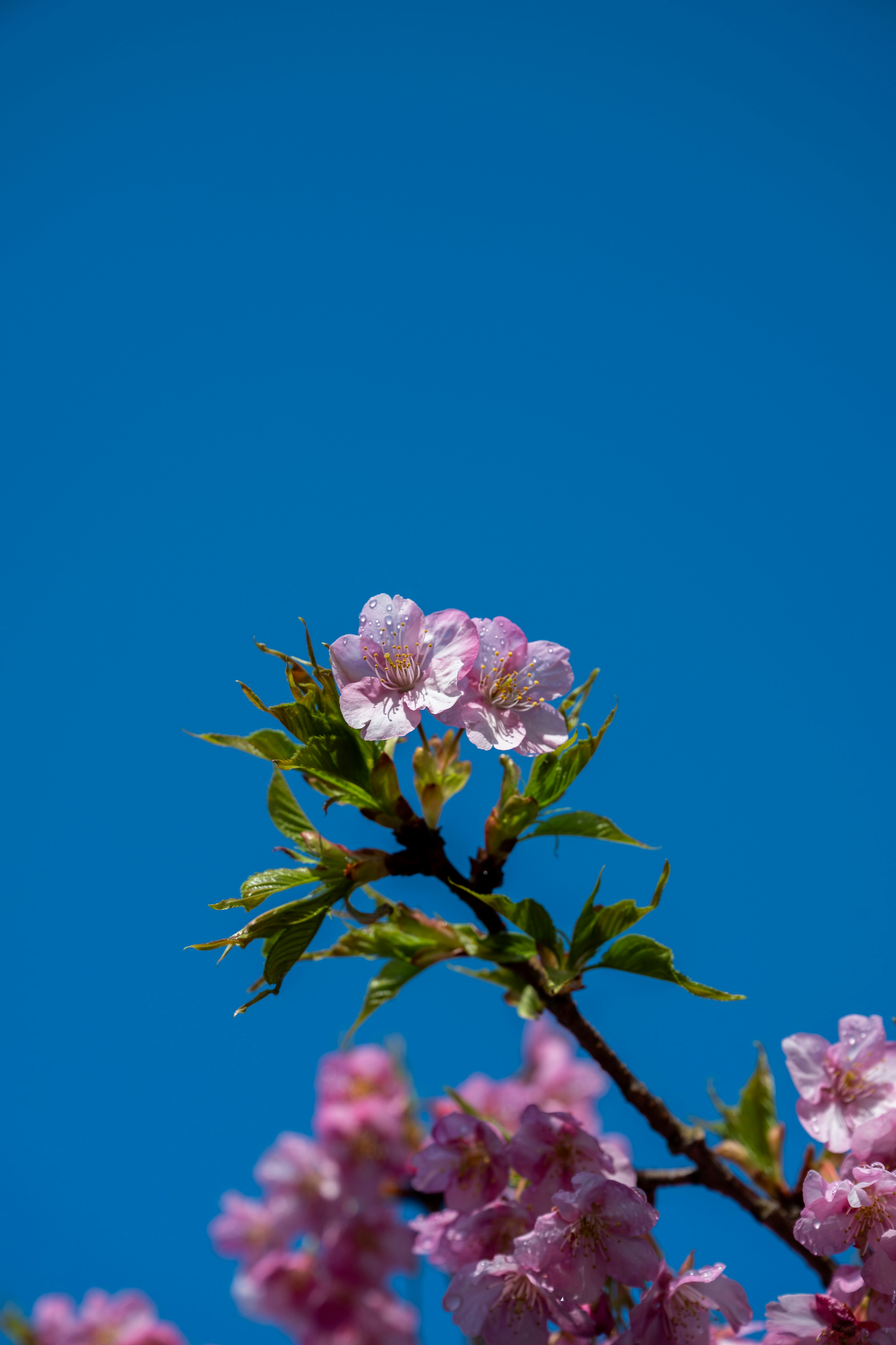 Photo by pafuxu