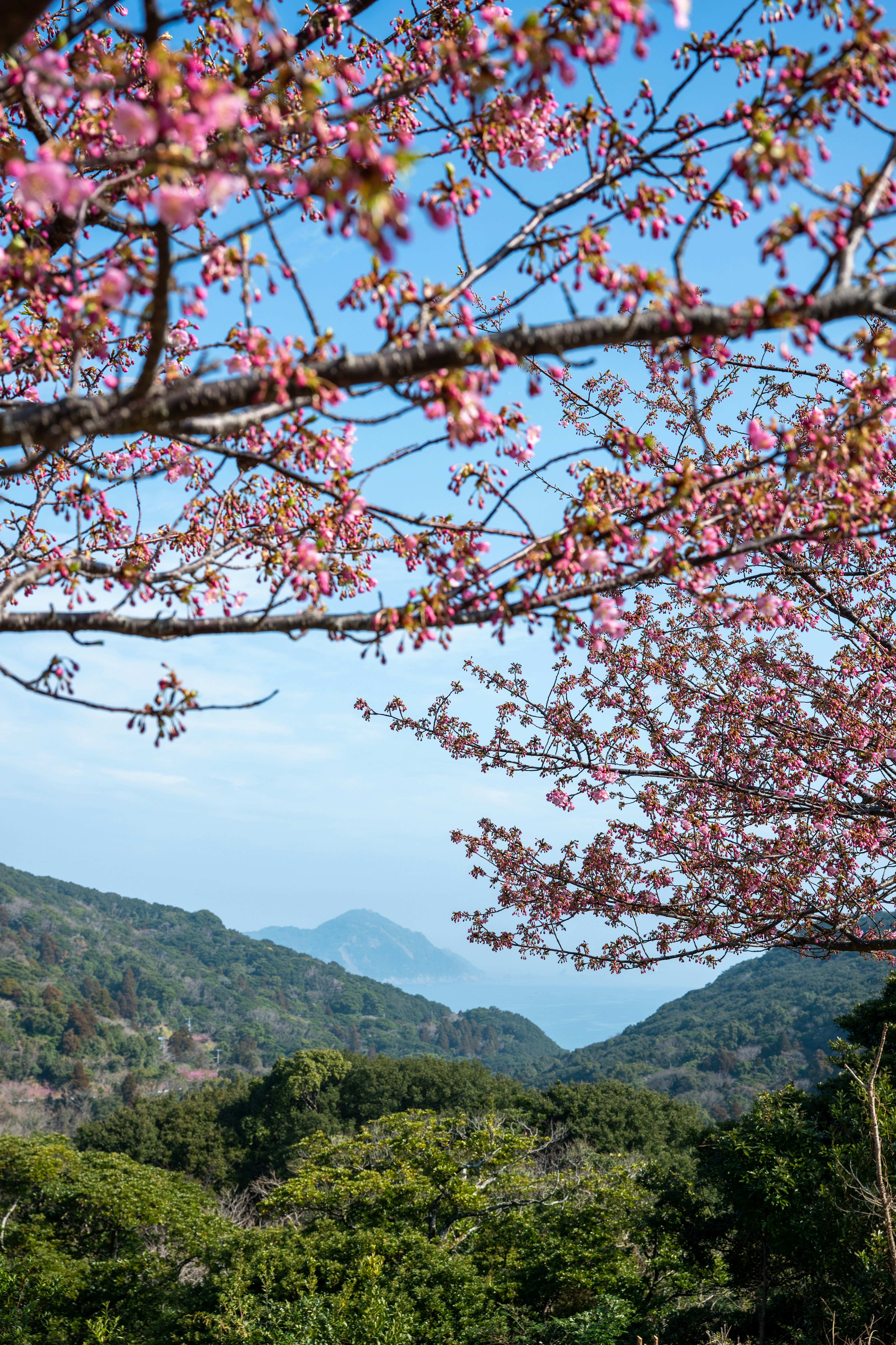 A tree with pink flowers in the foreground and mountains in