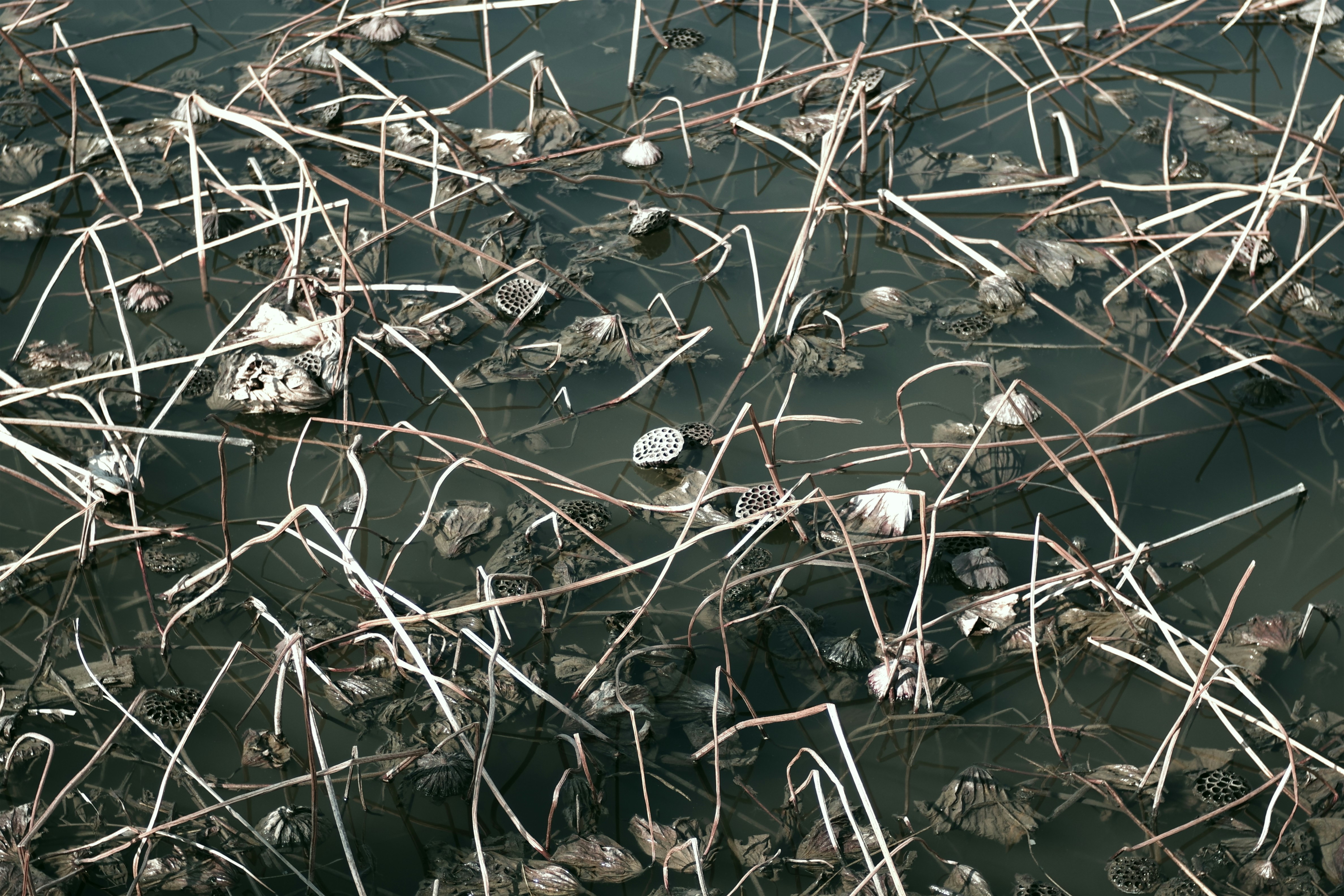 The Medicine Cabinet in the Dirt (image credits: unsplash)