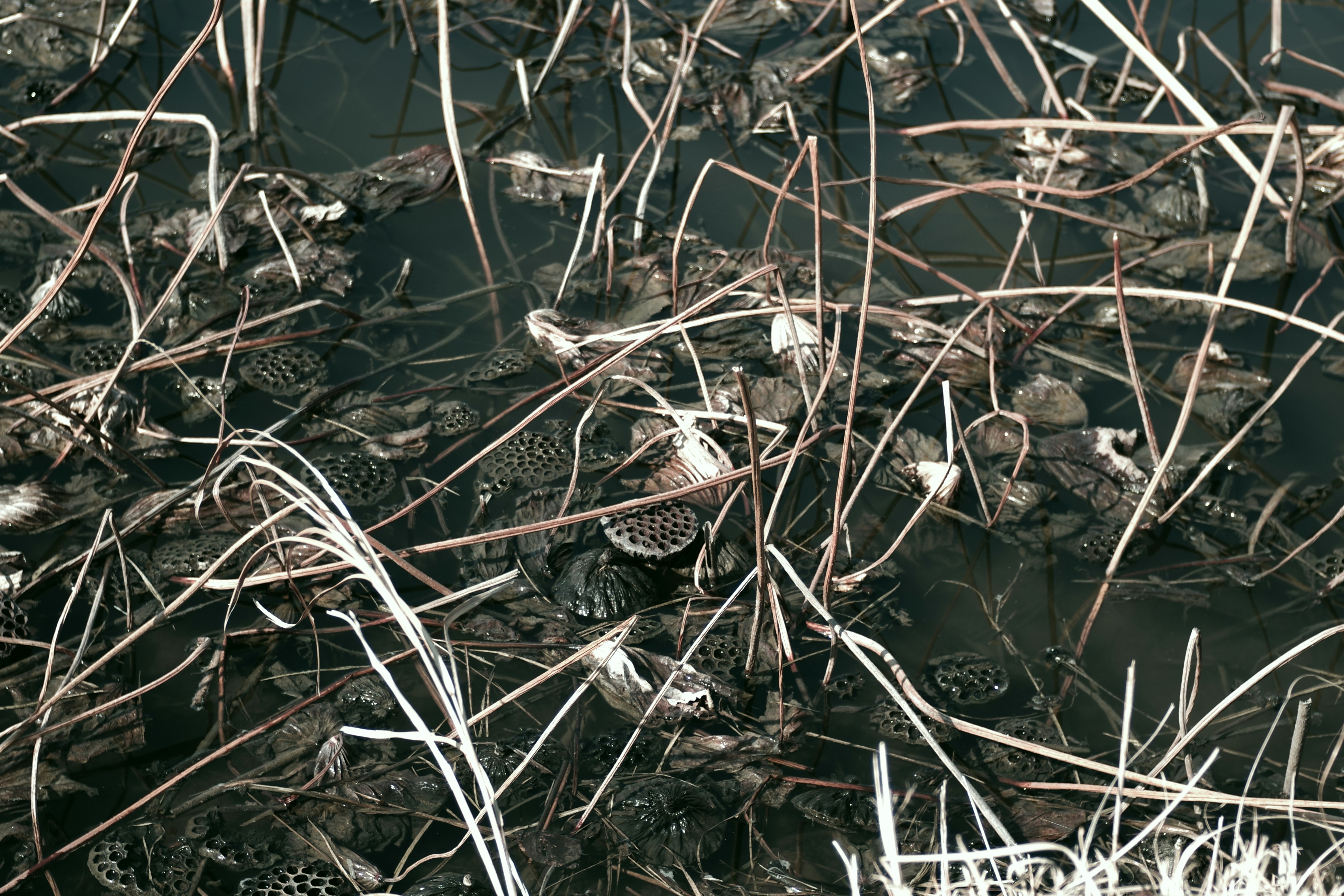 A black and white photo of grass and water