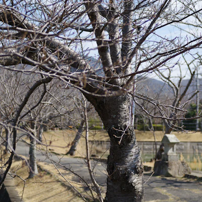 고려태극삼분말