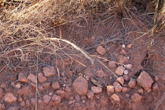 A dirt patch with rocks and grass on it