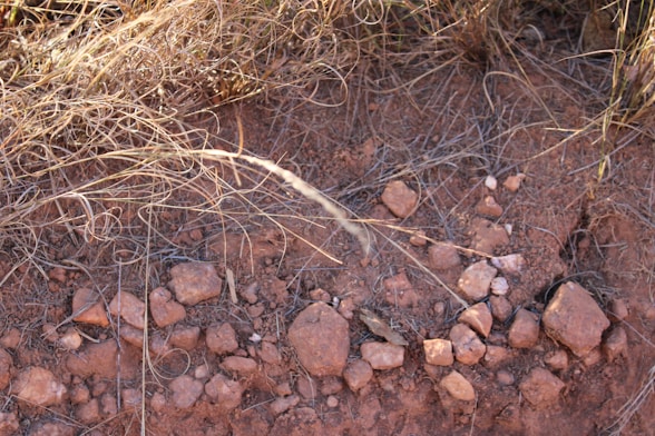 A dirt patch with rocks and grass on it