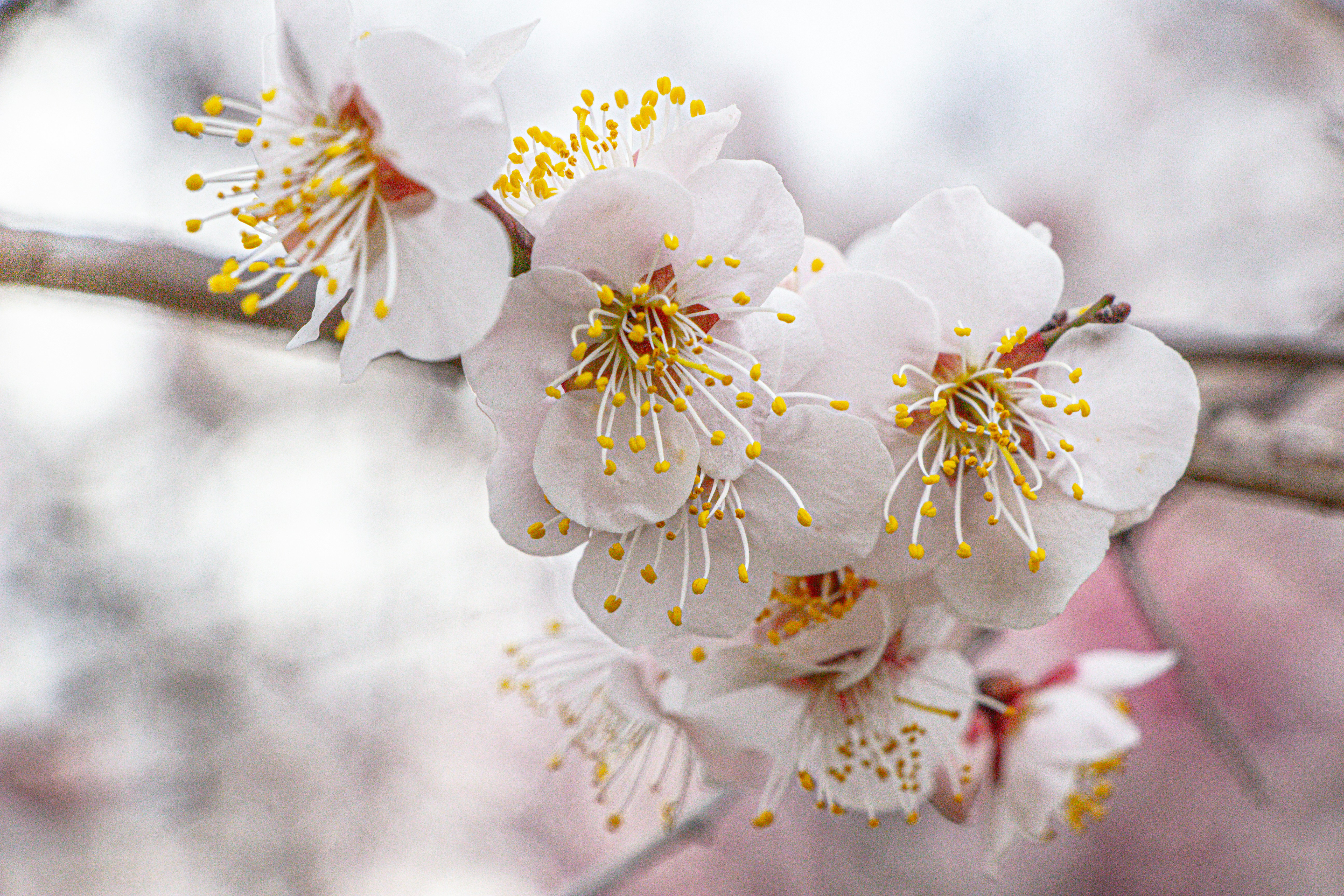 Photo by enkuu
