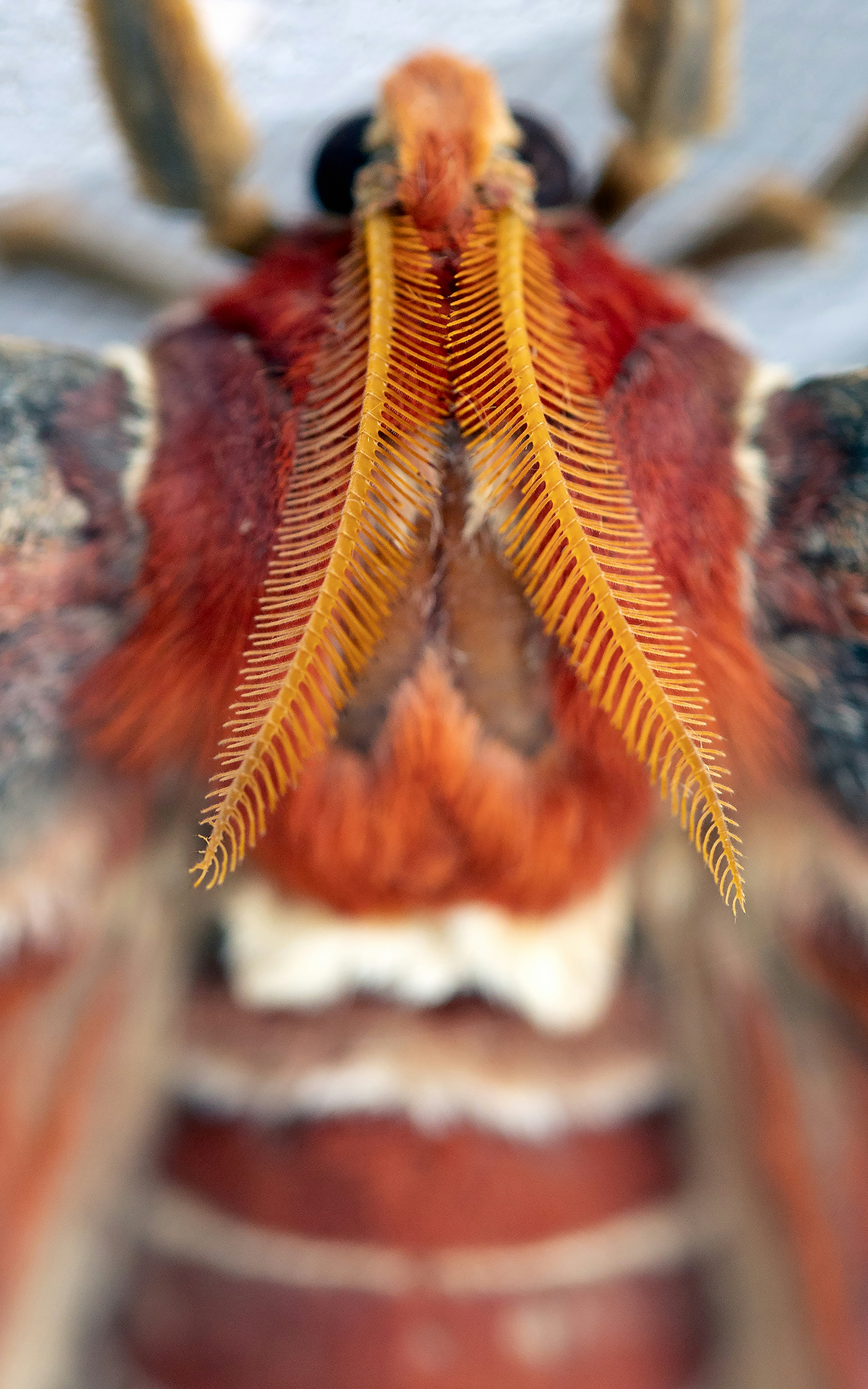 Big Red Moth