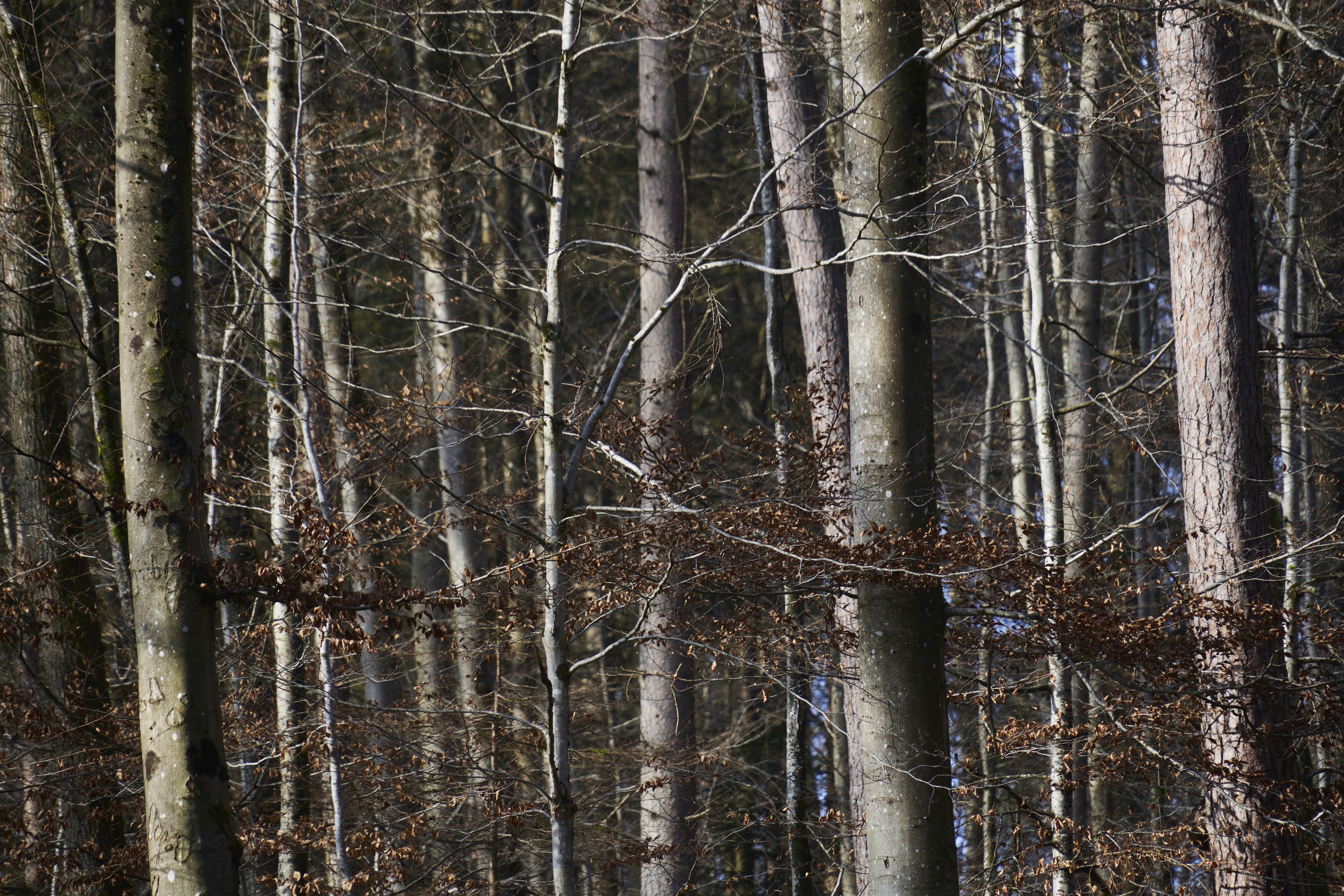 Photo by wolfgang_hasselmann