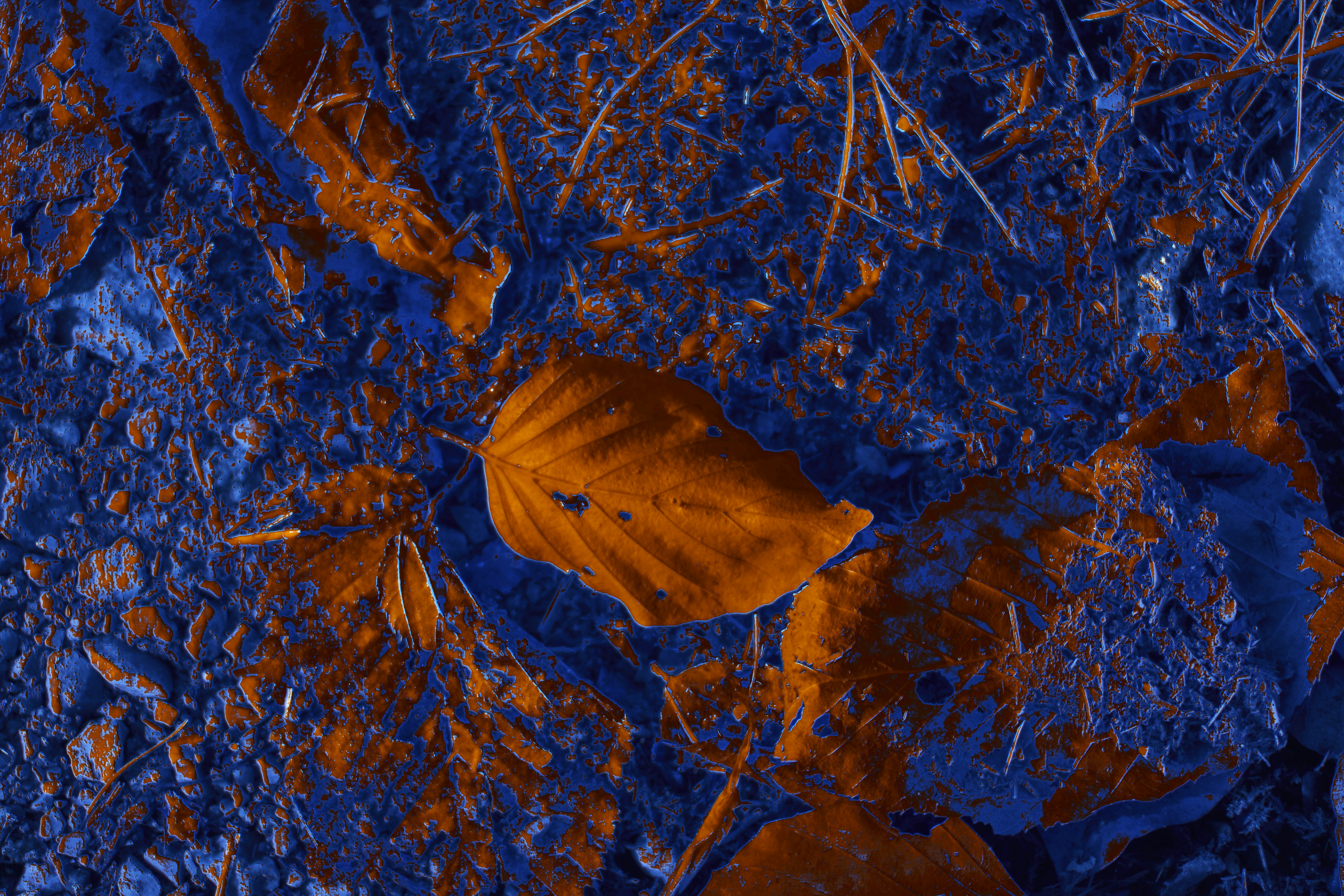 Photo by wolfgang_hasselmann