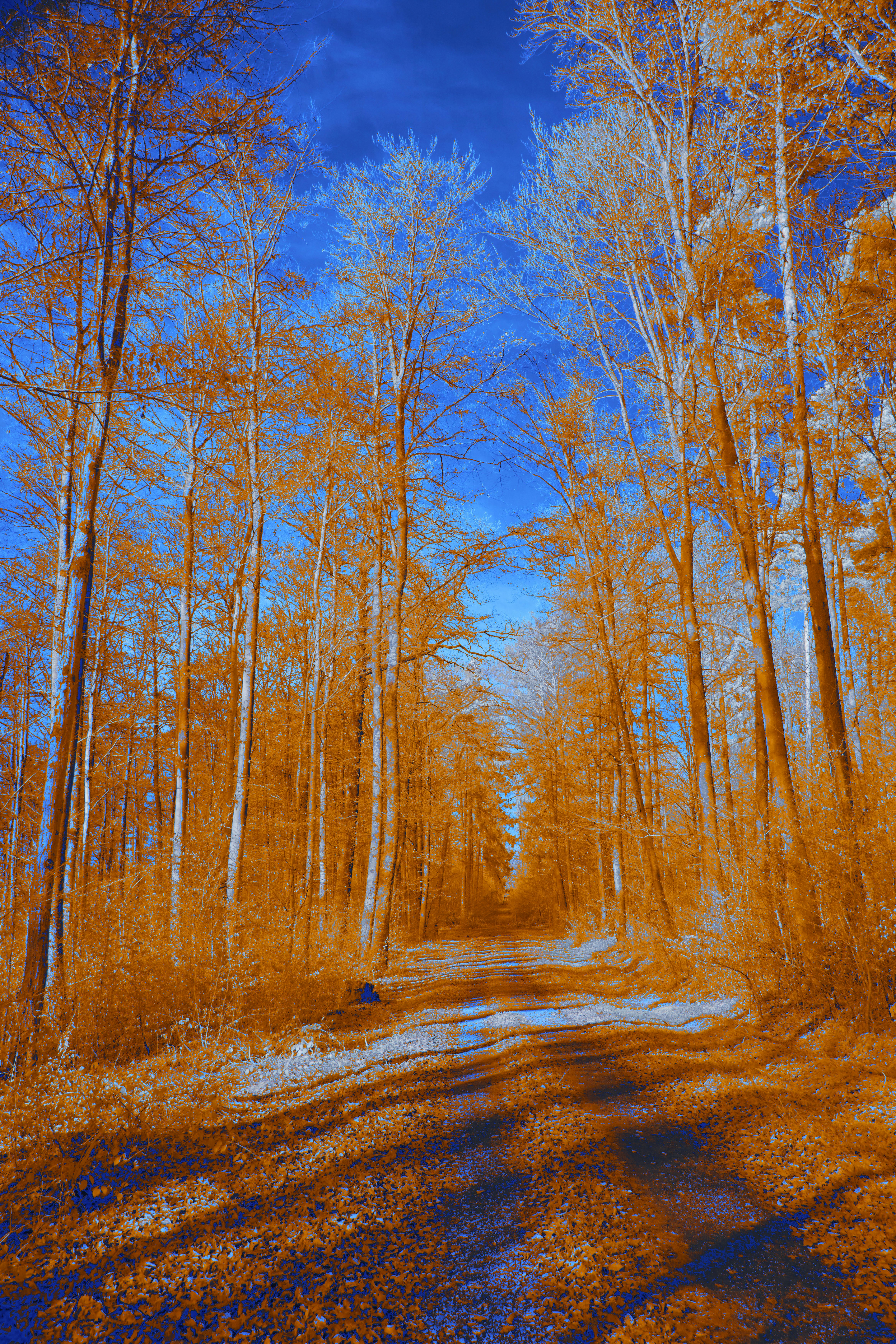 Photo by wolfgang_hasselmann