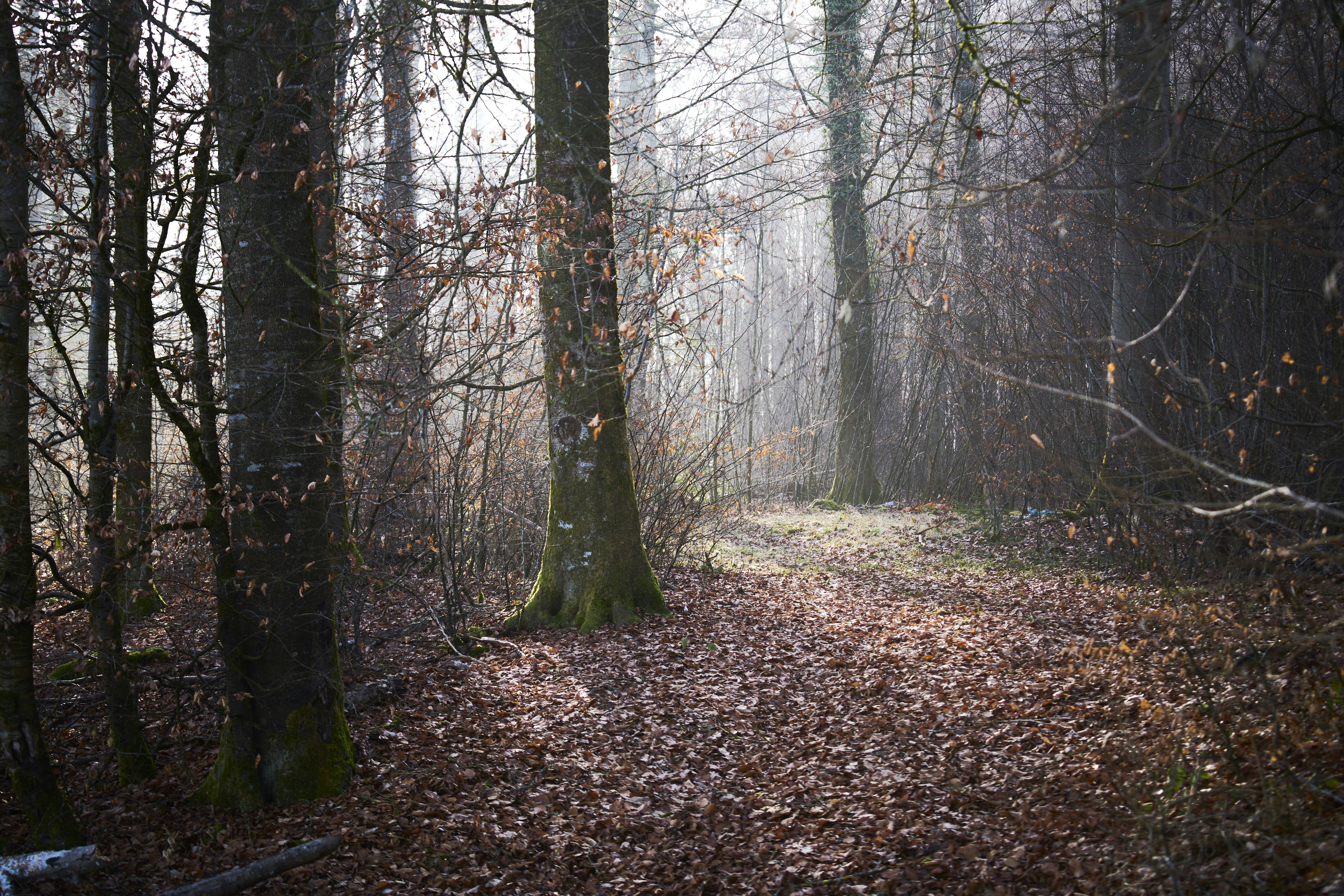 Photo by wolfgang_hasselmann