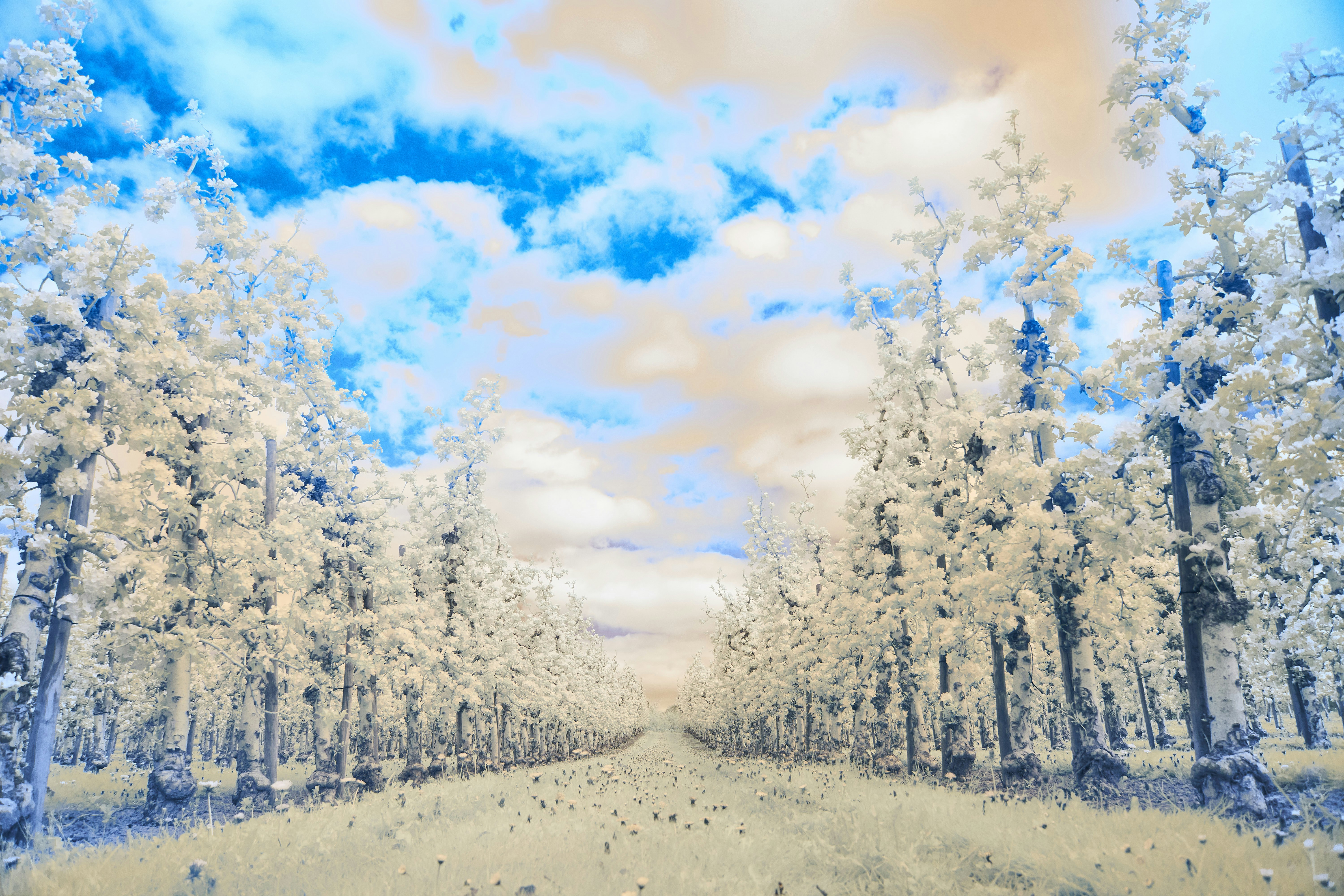 Photo by wolfgang_hasselmann