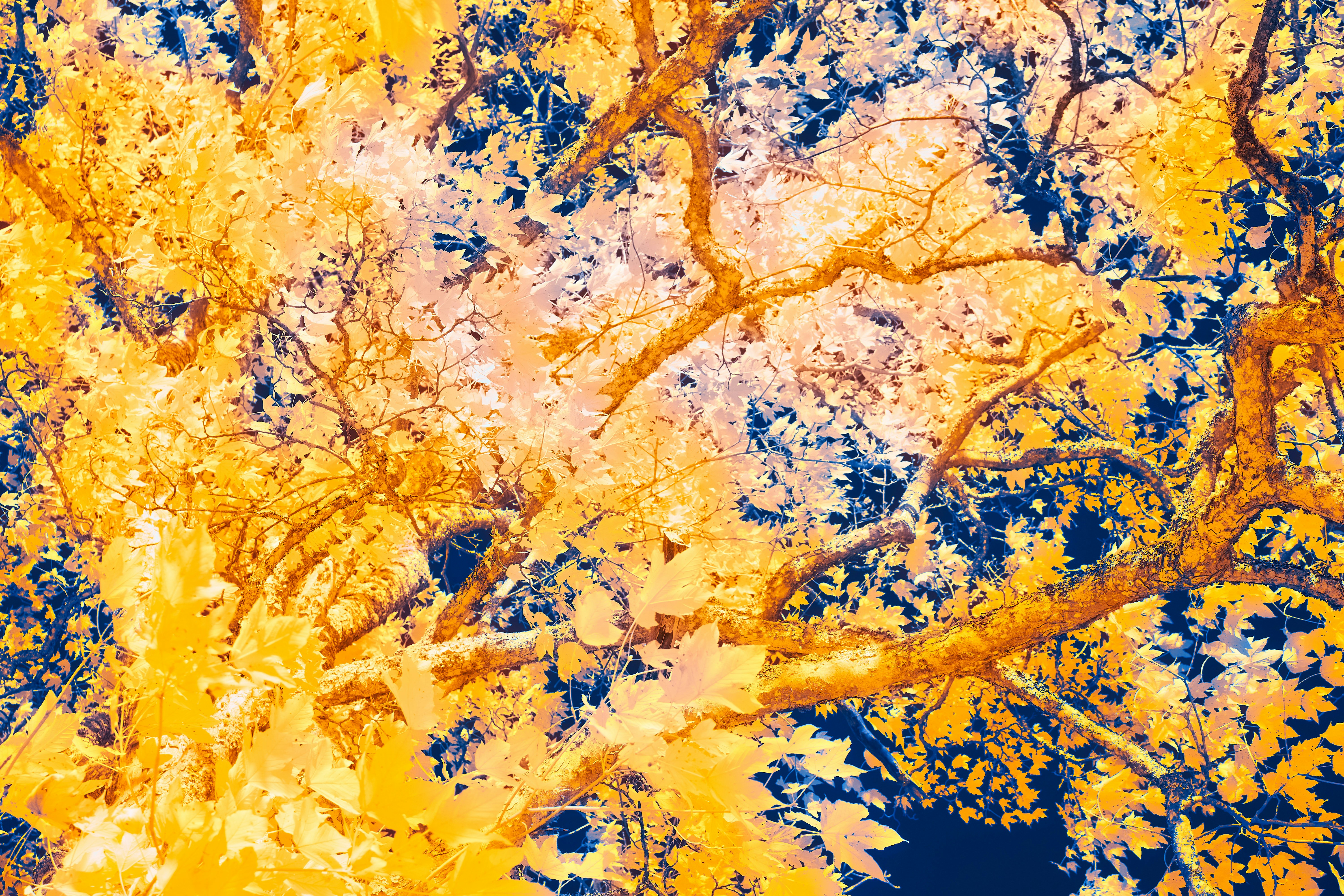 Photo by wolfgang_hasselmann