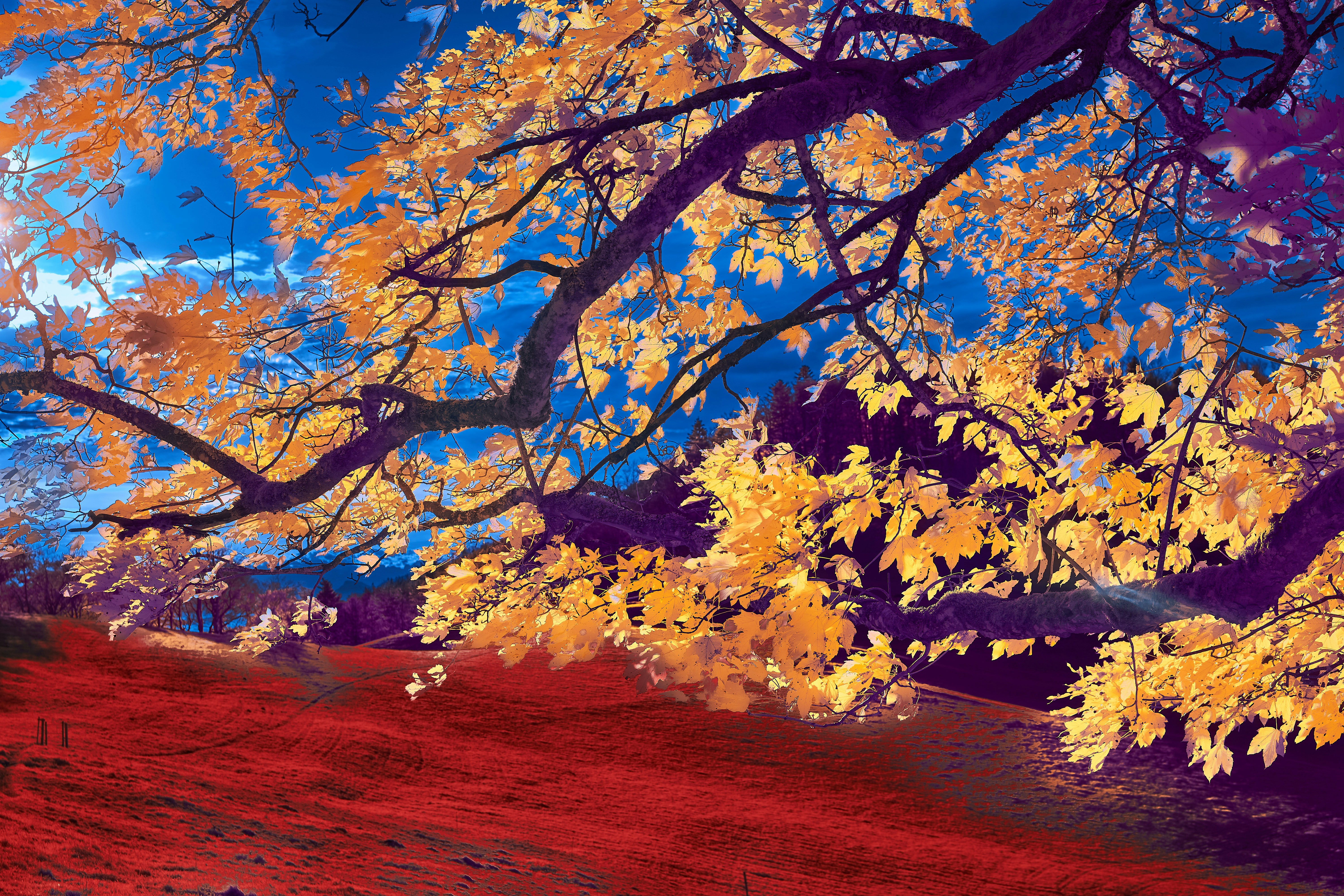 Photo by wolfgang_hasselmann