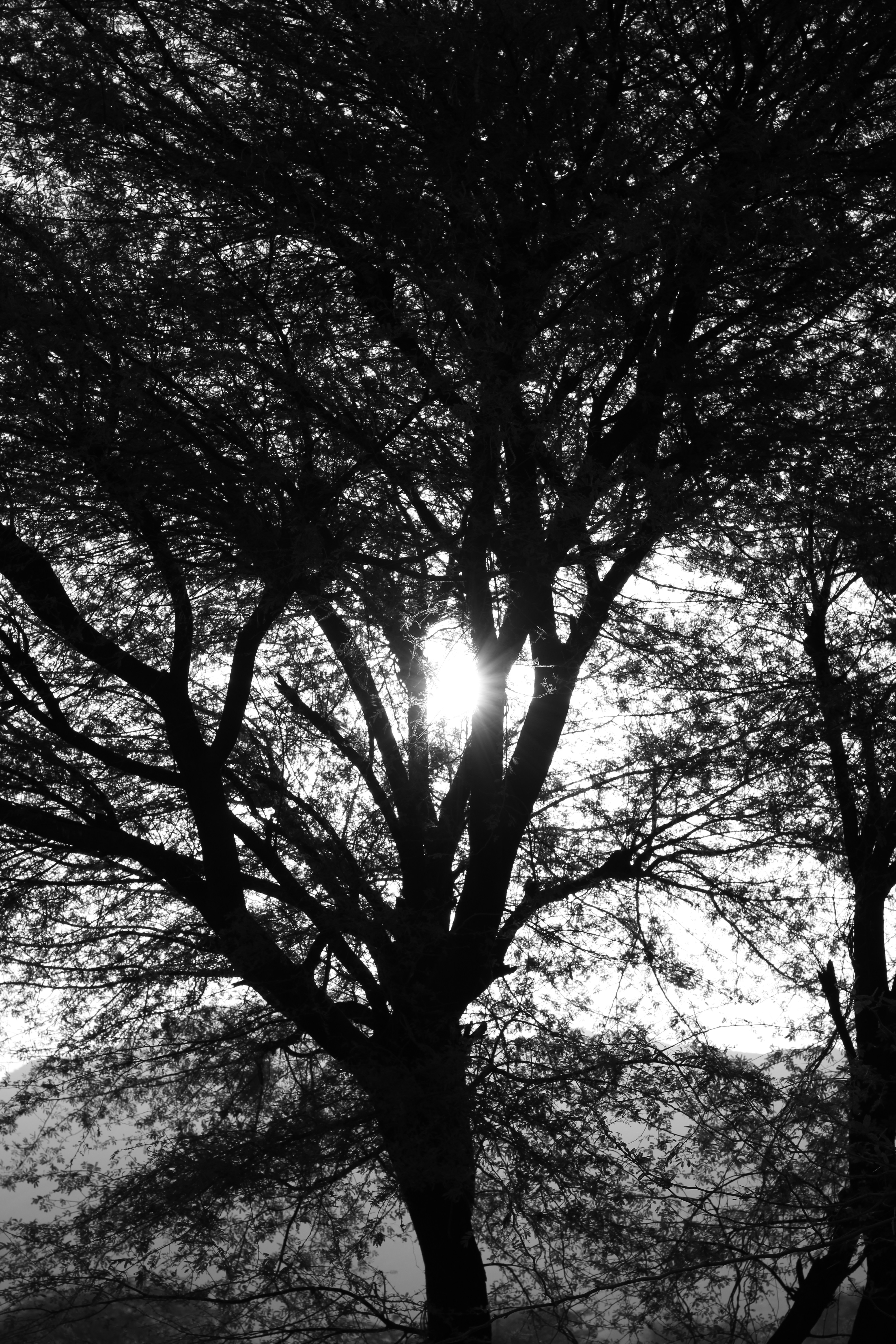 Photo by saksham3186