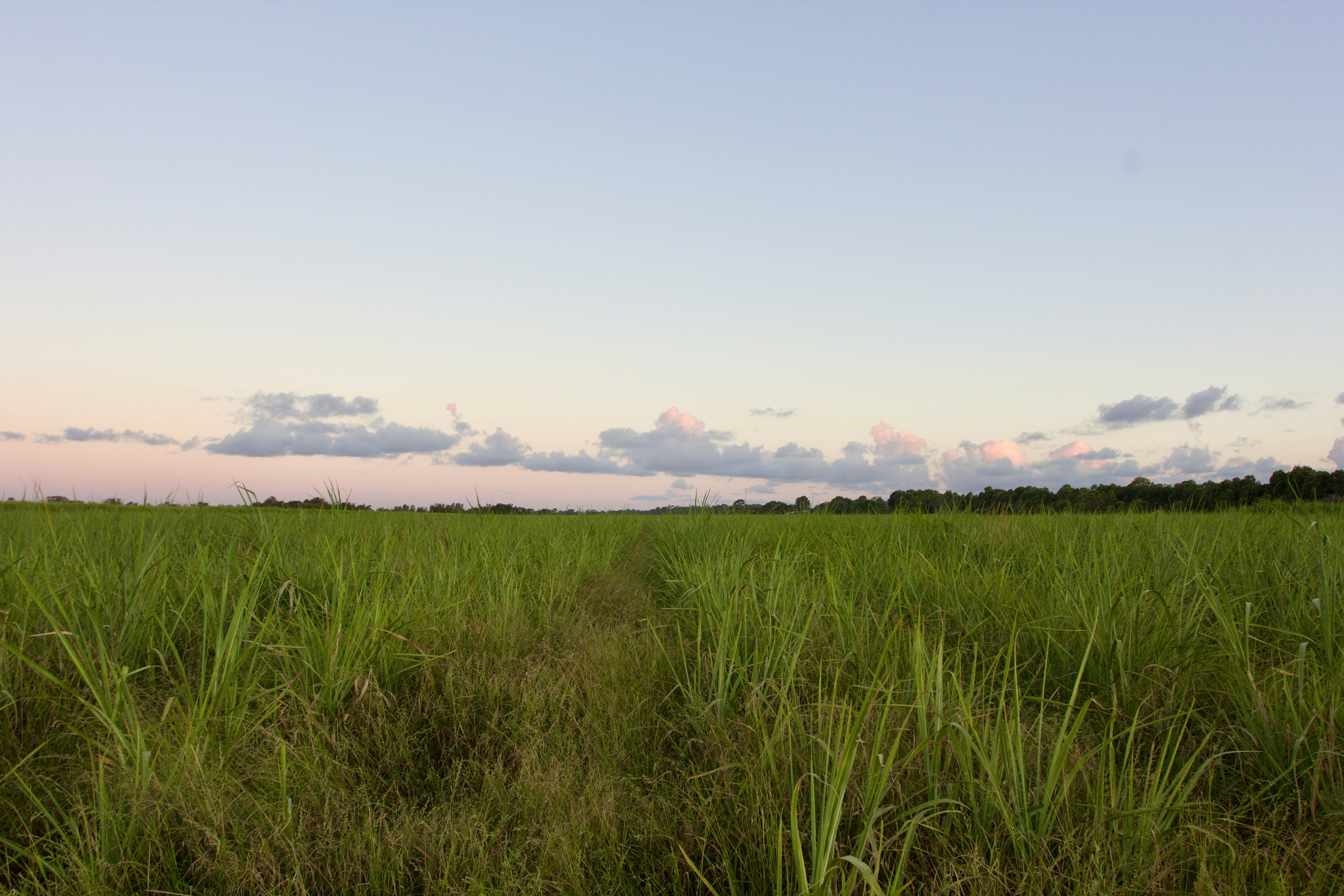 A field of tall grass with a sky in the background