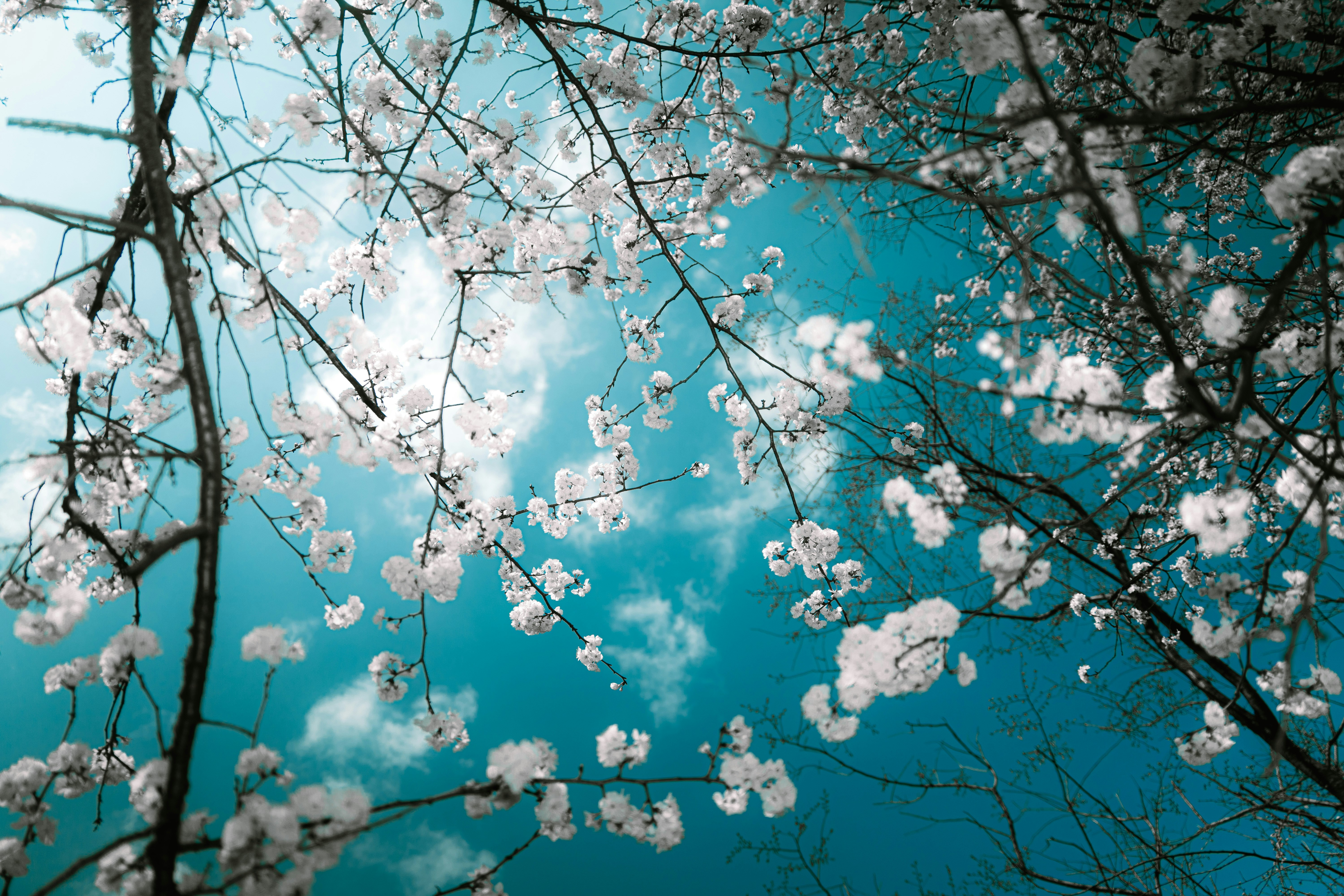Photo by xiexianghua