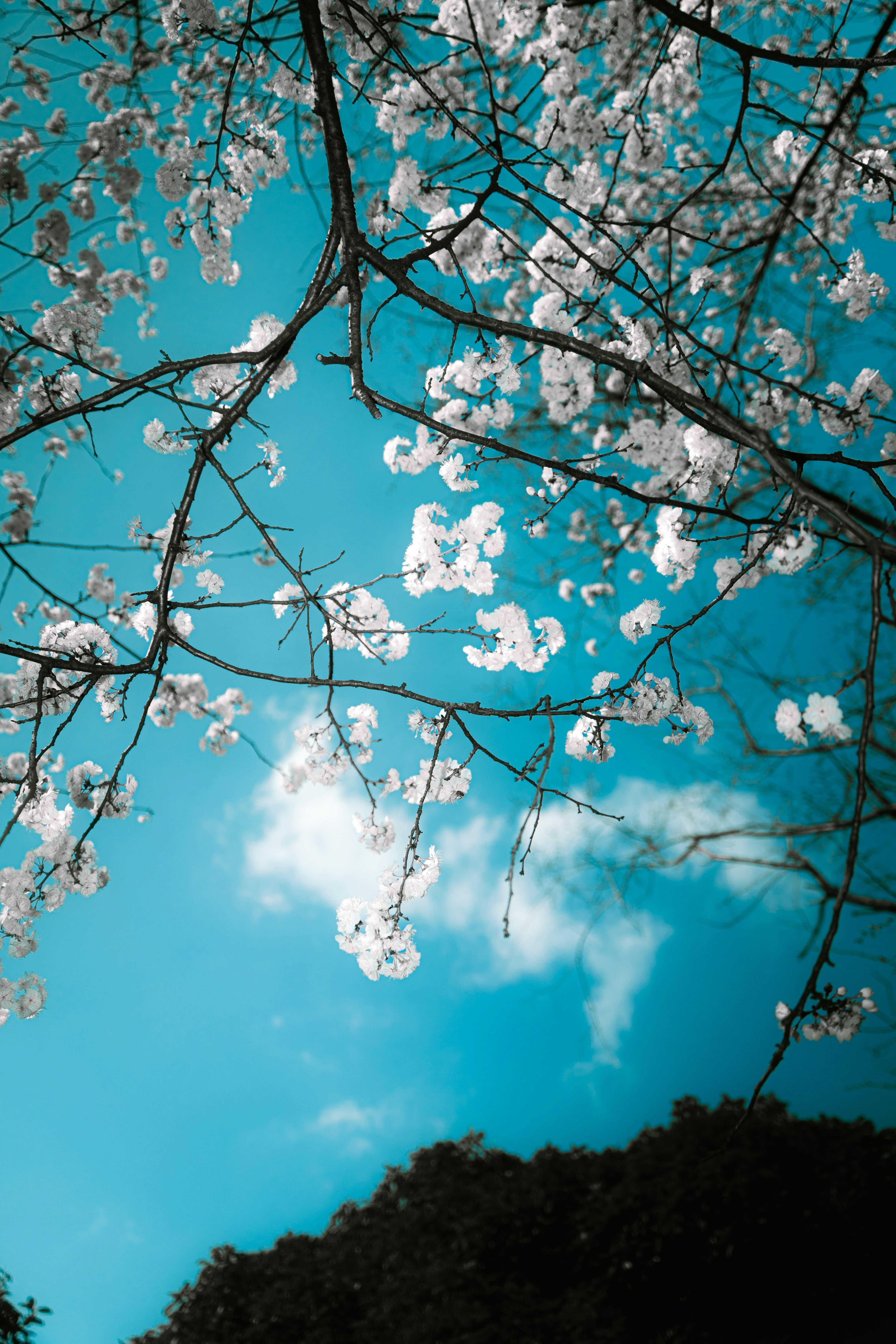 Photo by xiexianghua